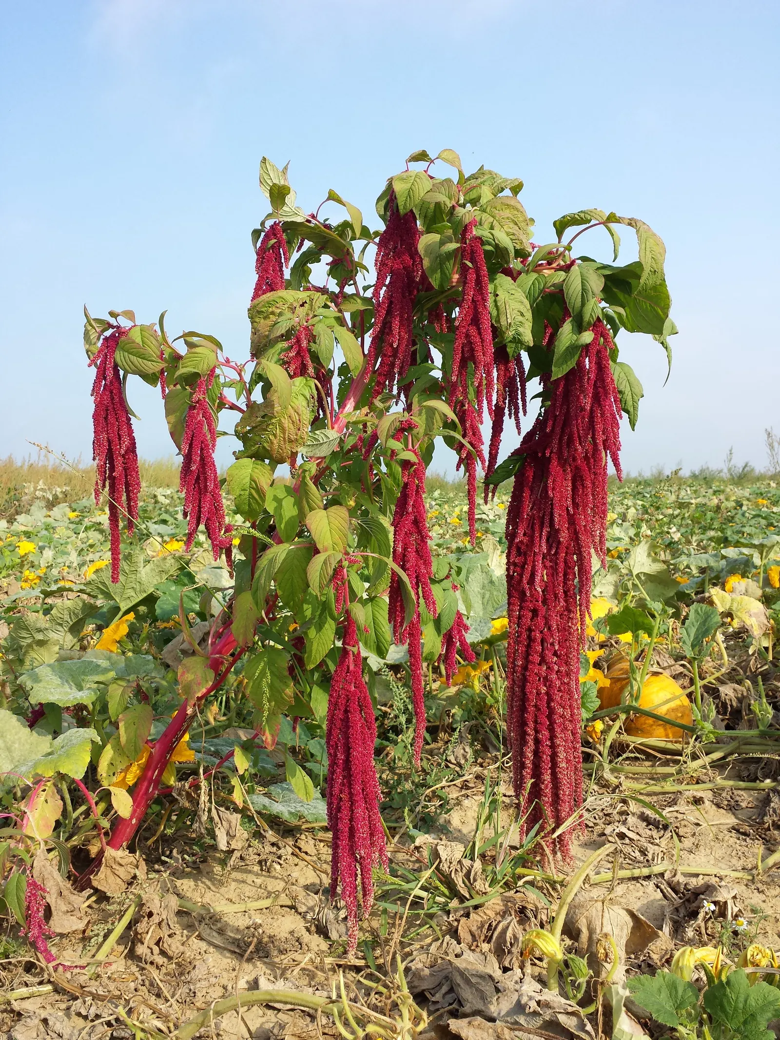 Love-lies-bleeding (Amaranthus Caudatus) — and is versatile in USDA Zones 2-11; and are equally stunning in cut or dried floral arrangements, image 80