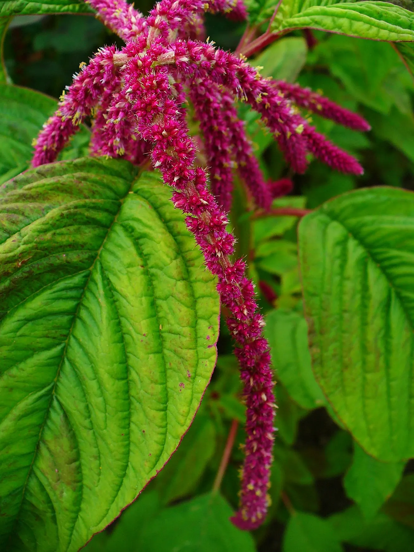 Love-lies-bleeding (Amaranthus Caudatus) — spacing them about 12 to 18 inches apart to accommodate growth; is a visually striking annual that adds, image 141