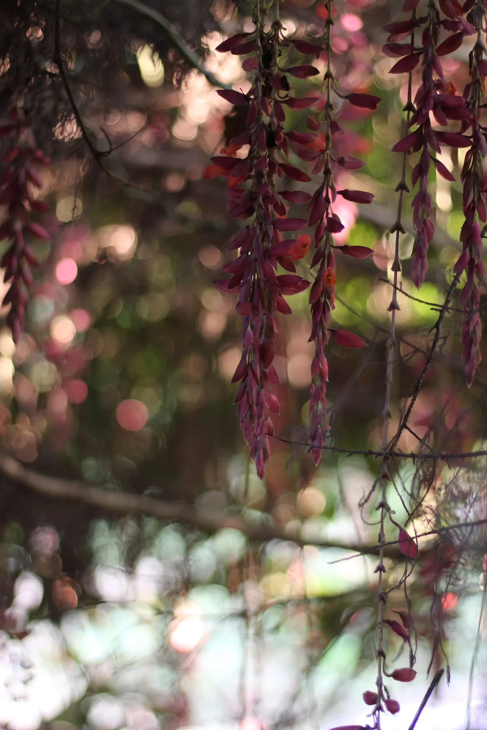 Love-lies-bleeding (Amaranthus Caudatus) — When planting Tassel Flowers