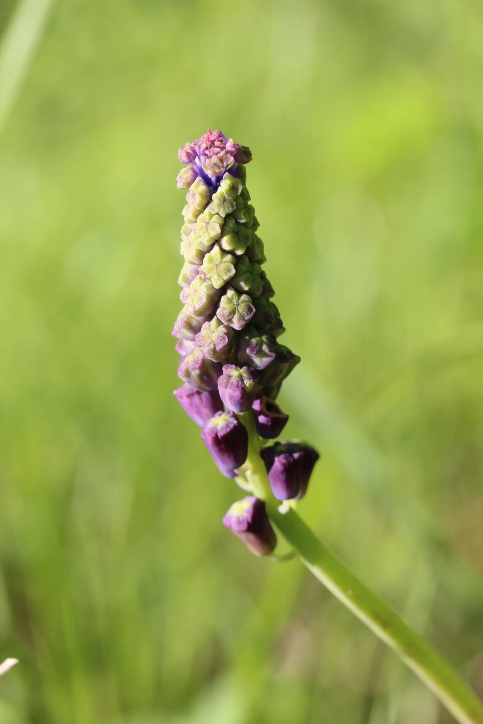 Love-lies-bleeding (Amaranthus Caudatus) — This annual thrives in full sun