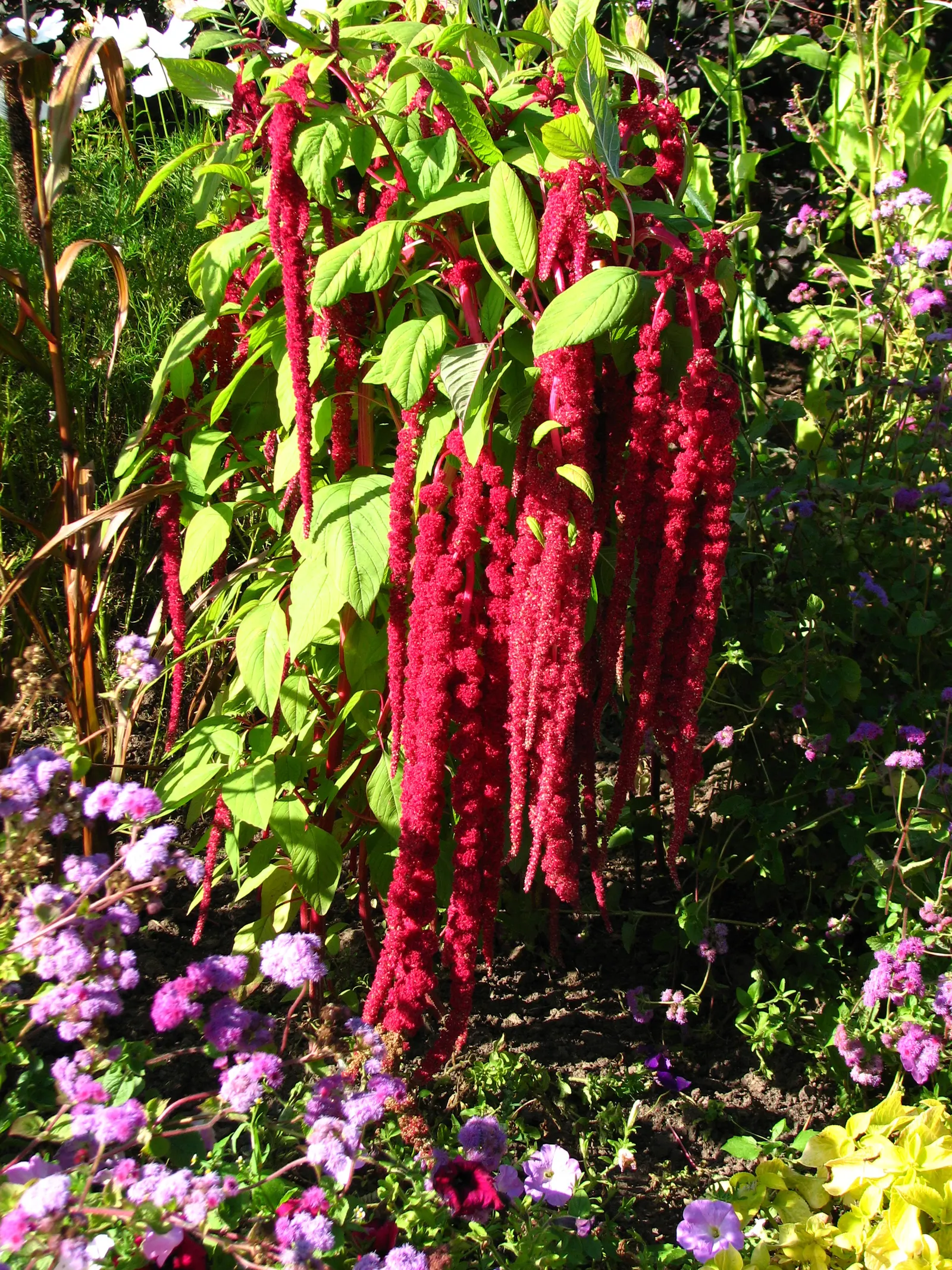 Love-lies-bleeding (Amaranthus Caudatus) — and are equally stunning in cut or dried floral arrangements; consider them for background plantings, image 57