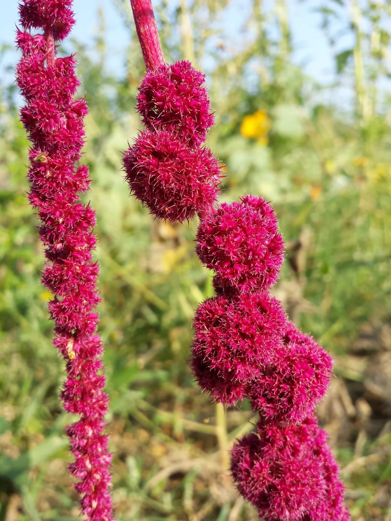 Love-lies-bleeding (Amaranthus Caudatus) — Its dramatic draping blooms add vertical interest to beds and borders; the Tassel Flower thrives in full sun to