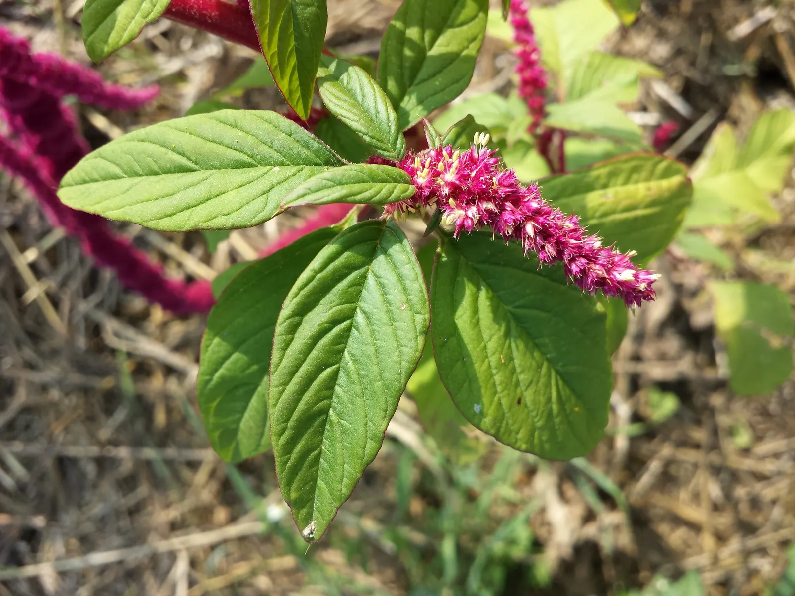 Love-lies-bleeding (Amaranthus Caudatus) — This annual thrives in full sun; it attracts pollinators such as butterflies and is largely, image 78