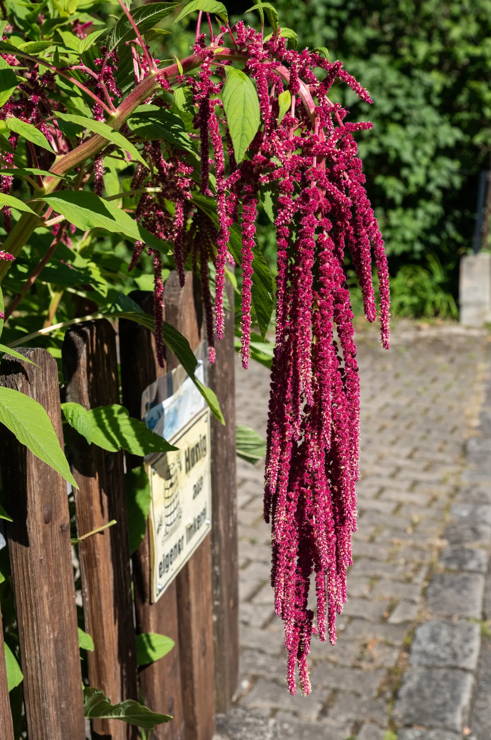 Love-lies-bleeding (Amaranthus Caudatus) — serves as a lush backdrop to the dramatic, image 38