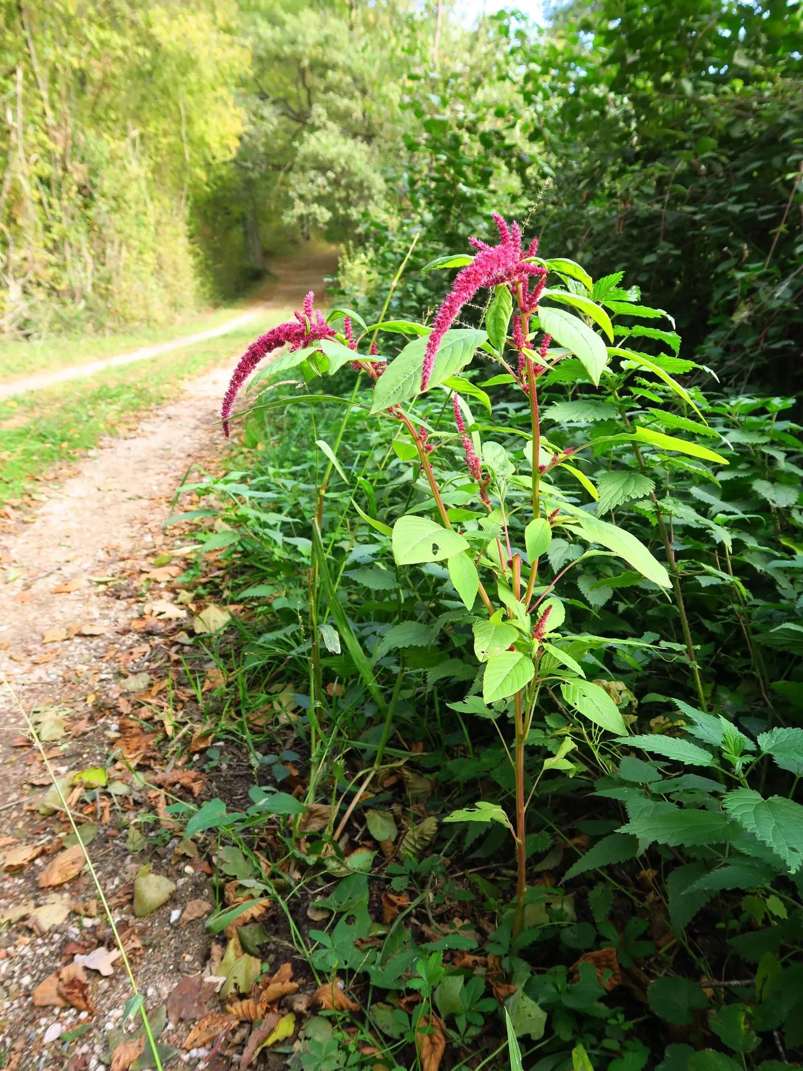 Love-lies-bleeding (Amaranthus Caudatus) — and is versatile in USDA Zones 2-11
