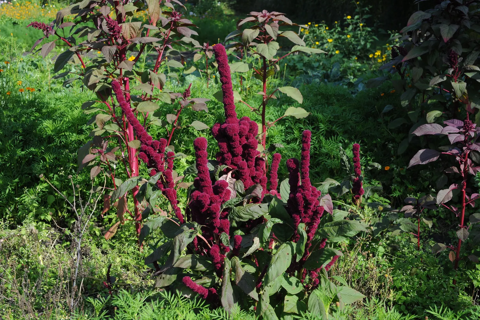Love-lies-bleeding (Amaranthus Caudatus) — a complementary green to deep purplish-red depending on the variety; its dramatic draping blooms add, image 112