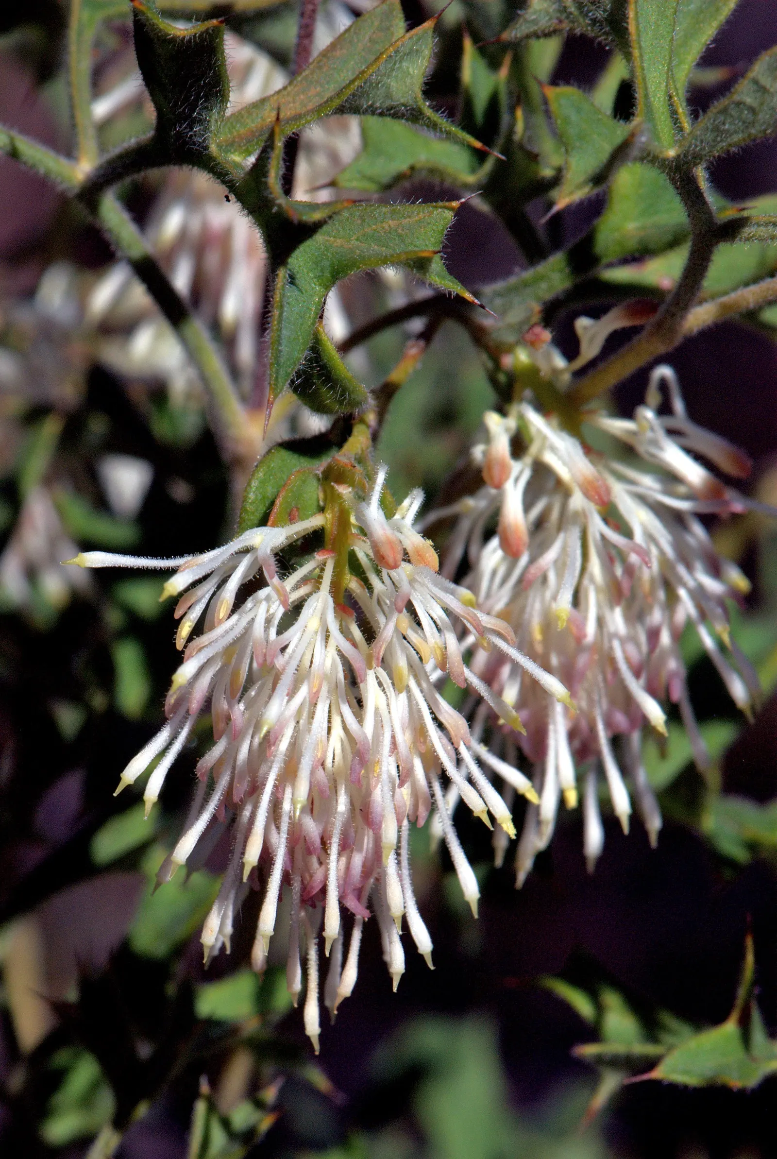 Love-lies-bleeding (Amaranthus Caudatus) — it attracts pollinators such as butterflies and is largely deer-resistant; purple flowers in the garden