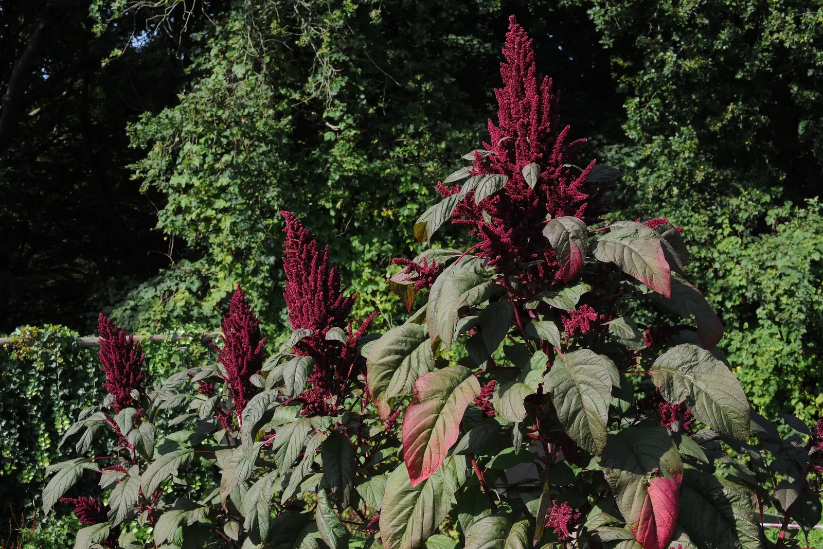 Love-lies-bleeding (Amaranthus Caudatus) — purple flowers in the garden; scientifically known as Amaranthus caudatus, image 148