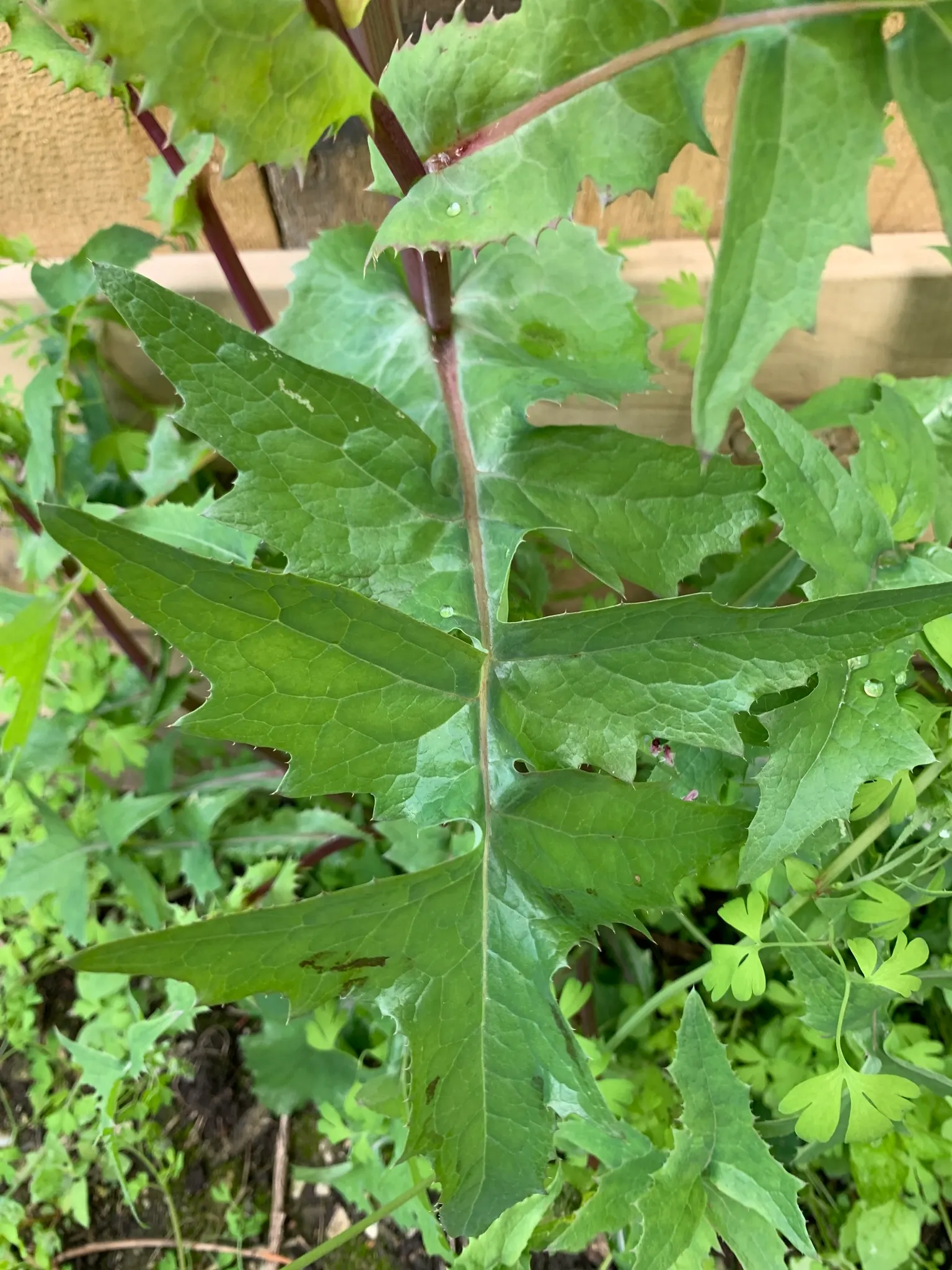 Love-lies-bleeding (Amaranthus Caudatus) — Plant these beauties in the spring after the risk of frost has passed; that cascade elegantly from its, image 65