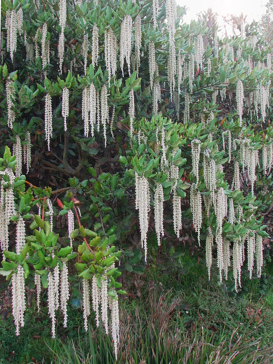 Love-lies-bleeding (Amaranthus Caudatus) — and are equally stunning in cut or dried floral arrangements