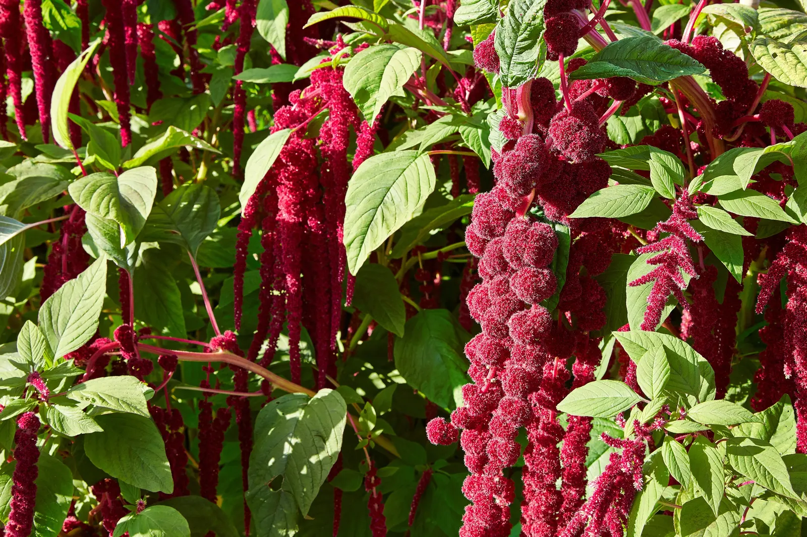 Love-lies-bleeding (Amaranthus Caudatus) — spacing them about 12 to 18 inches apart to accommodate growth; is a visually striking annual that adds, image 66