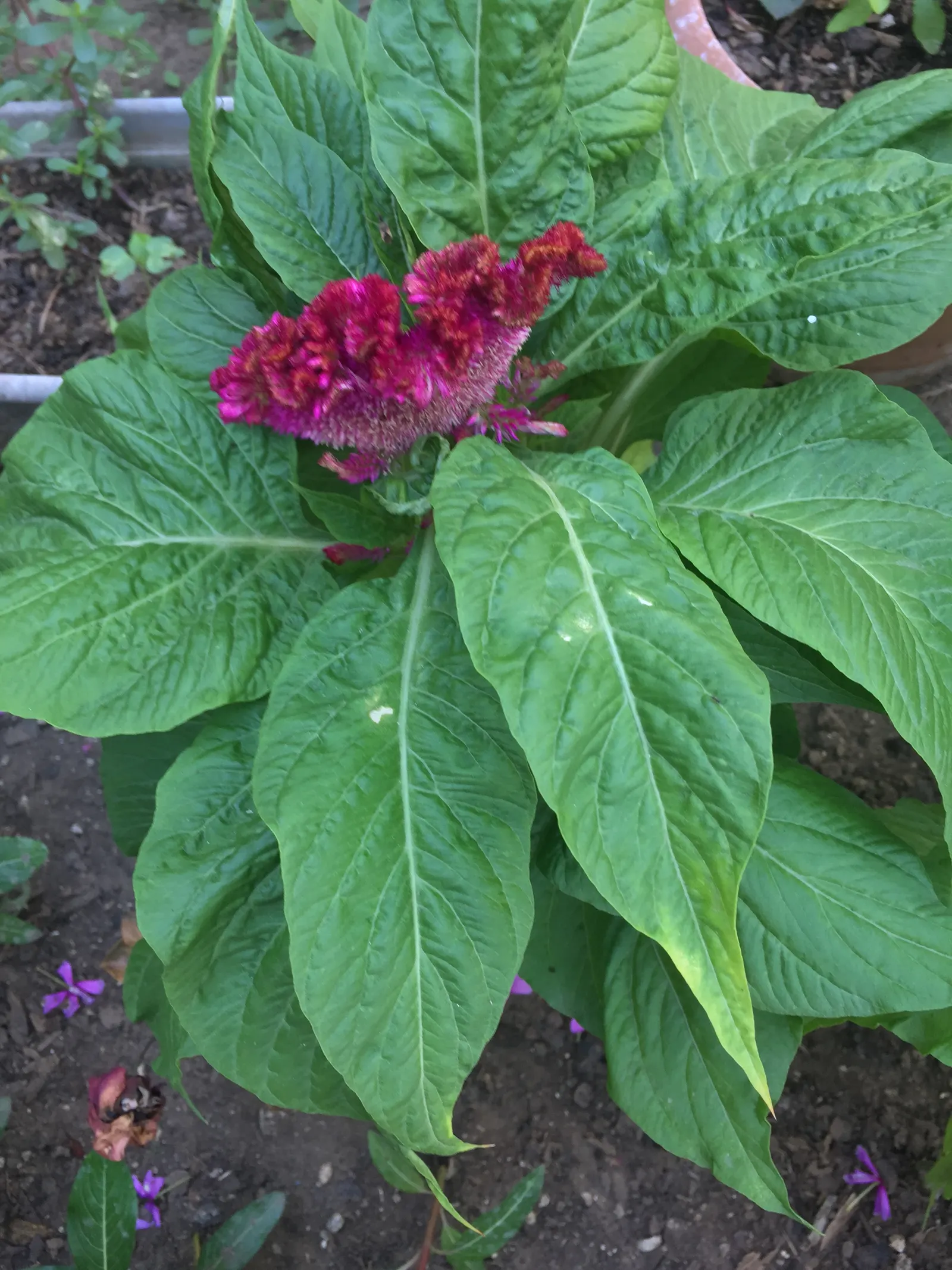Love-lies-bleeding (Amaranthus Caudatus) — a complementary green to deep purplish-red depending on the variety; its dramatic draping blooms add, image 87