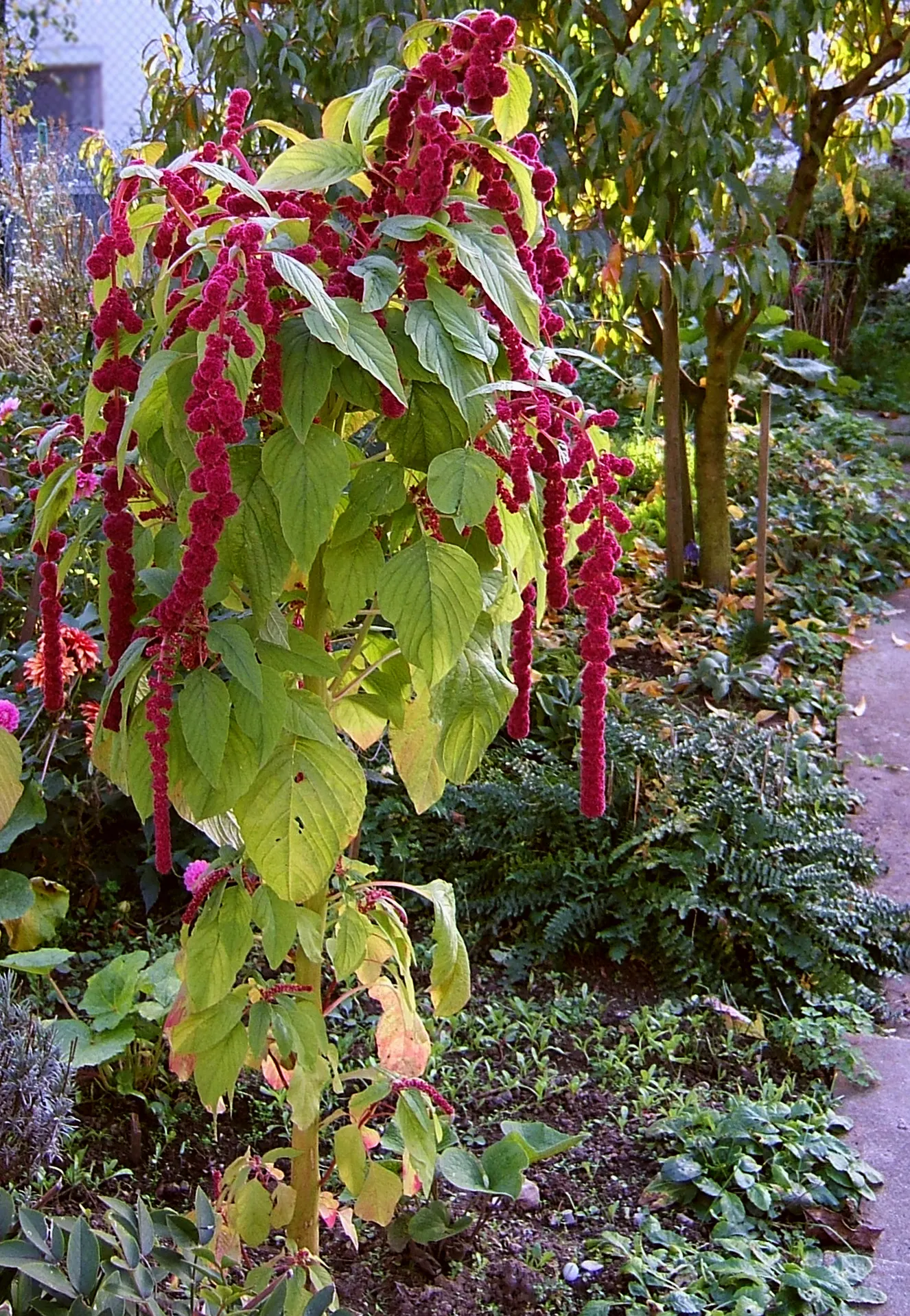 Love-lies-bleeding (Amaranthus Caudatus) — Its dramatic draping blooms add vertical interest to beds and borders; the Tassel Flower thrives in full, image 106