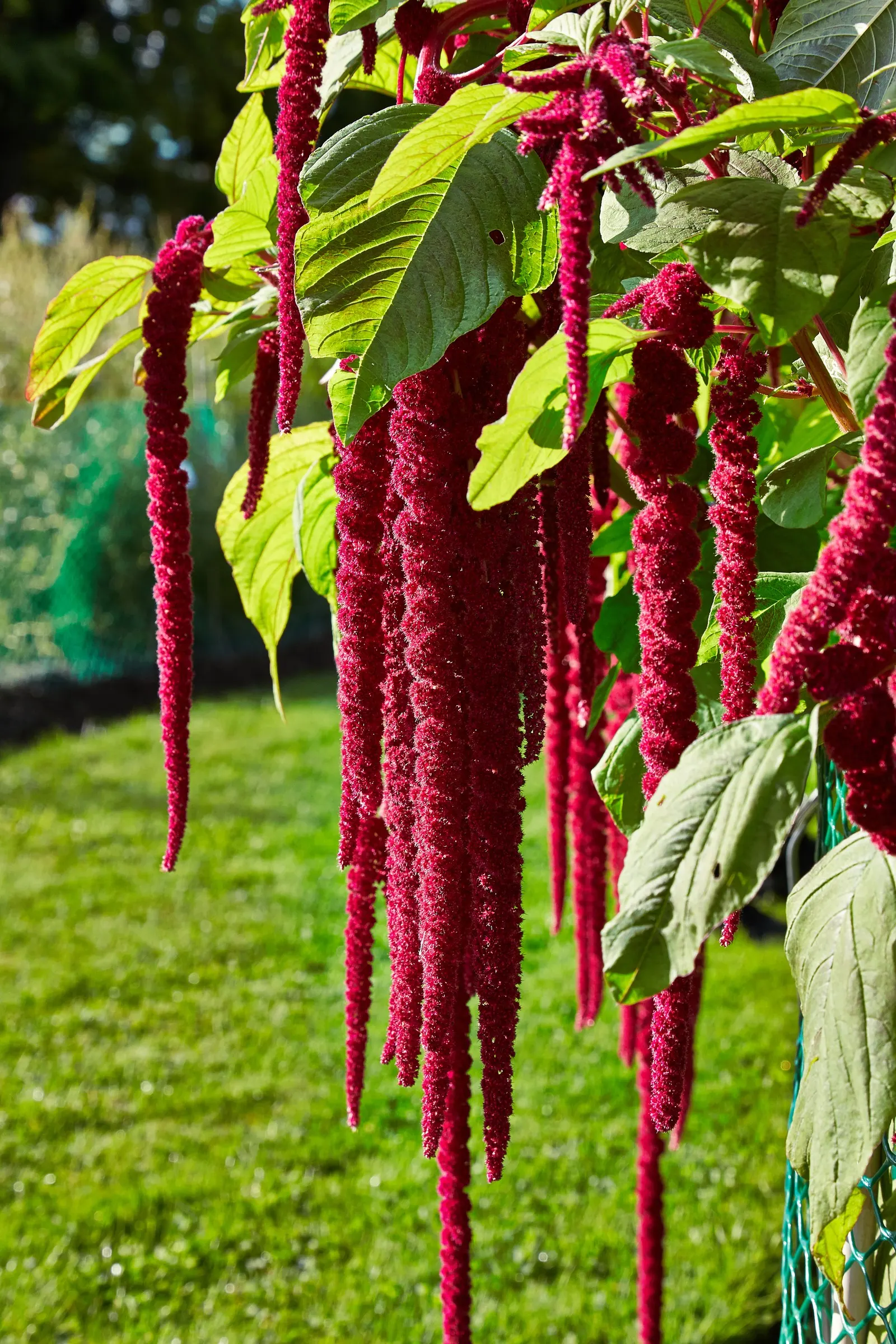 Love-lies-bleeding (Amaranthus Caudatus) — and as an architectural element in container gardens due to their height and dramatic draping blooms