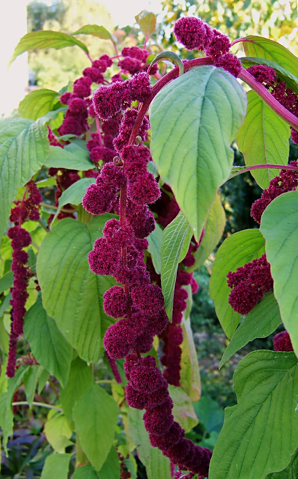 Love-lies-bleeding (Amaranthus Caudatus) — serves as a lush backdrop to the dramatic, image 113