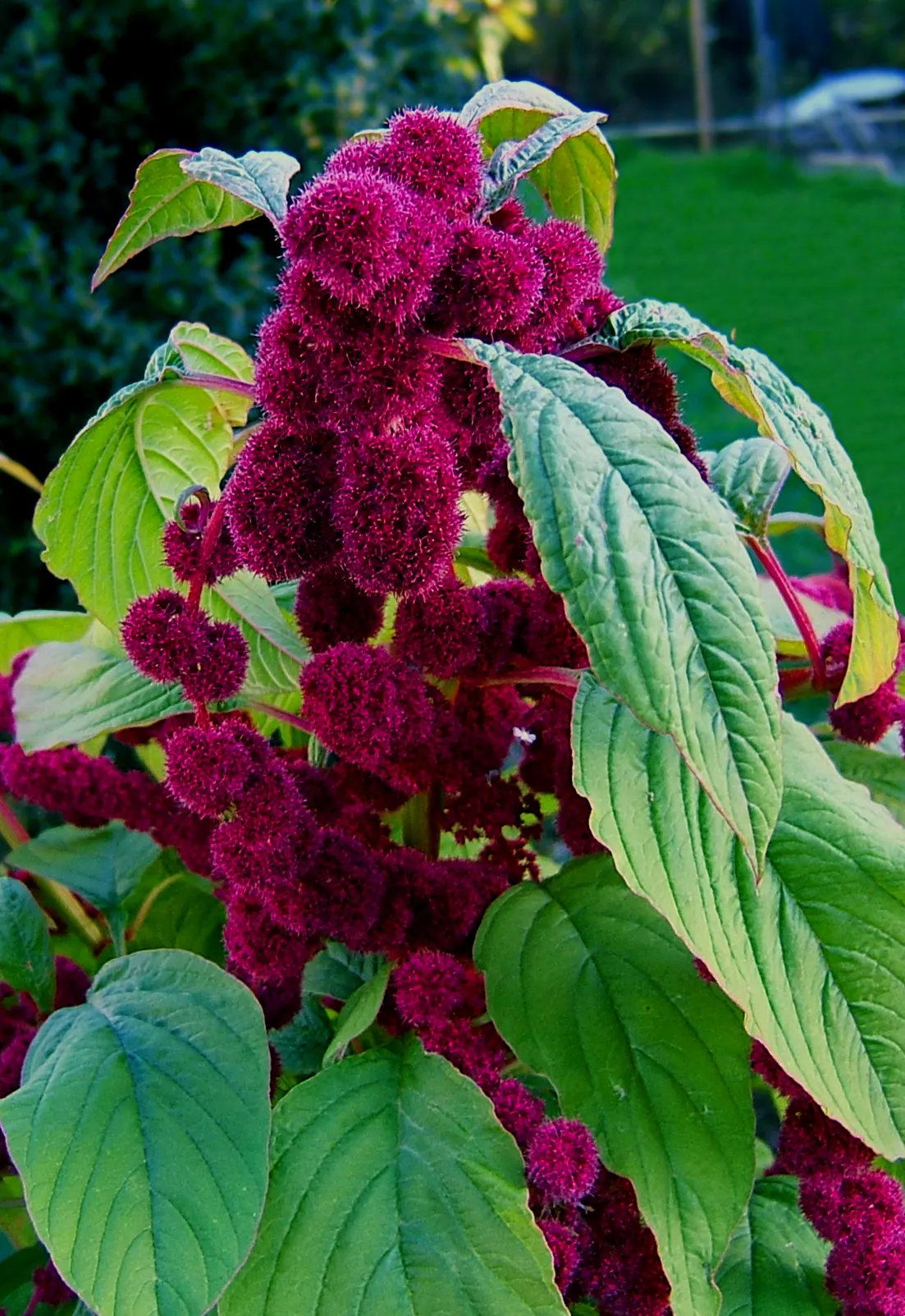 Love-lies-bleeding (Amaranthus Caudatus) — maturing to 3-5 feet tall and 1-2 feet wide; annual for full, image 54