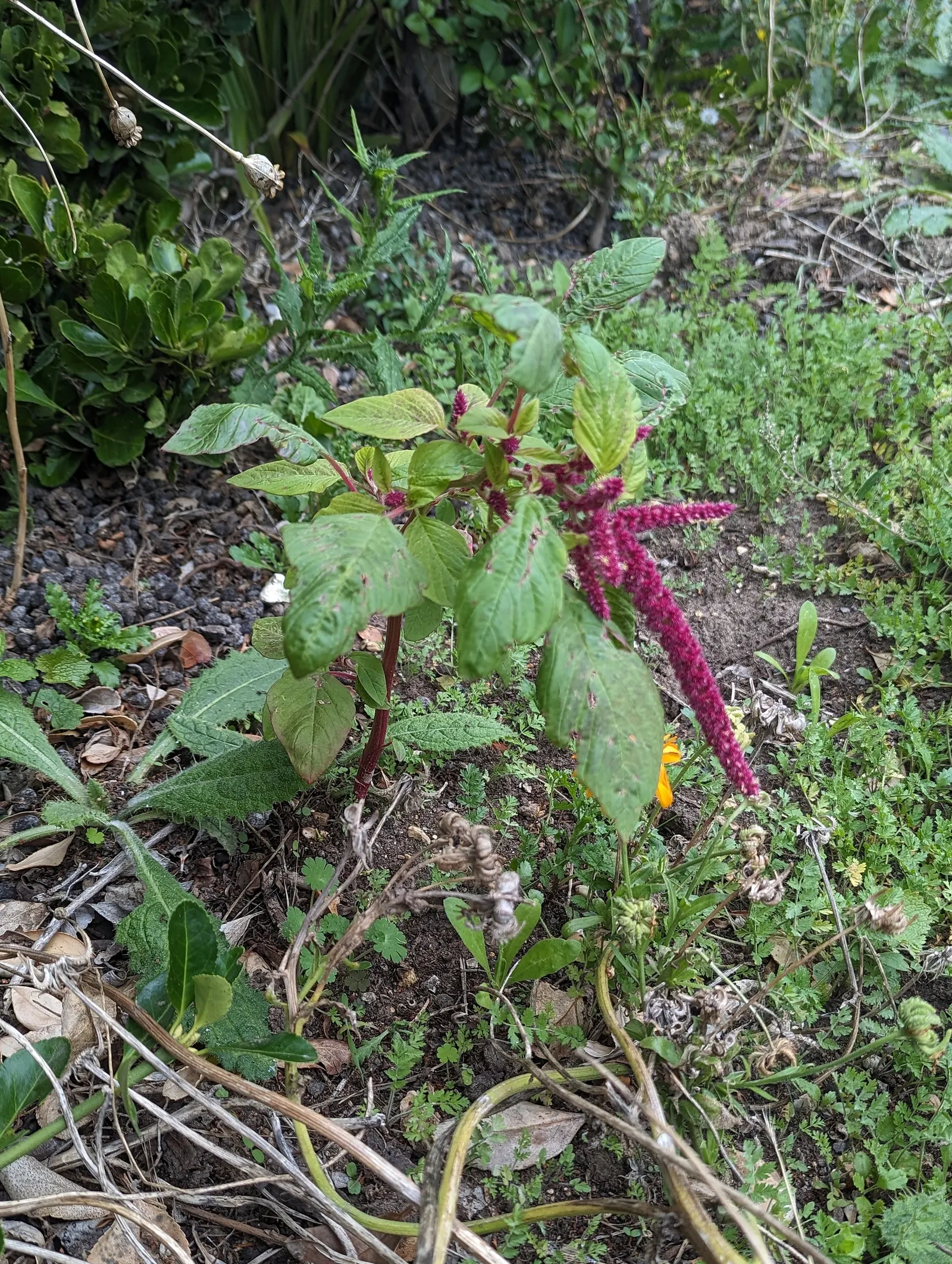 Love-lies-bleeding (Amaranthus Caudatus) — Its dramatic draping blooms add vertical interest to beds and borders; the Tassel Flower thrives in full, image 56