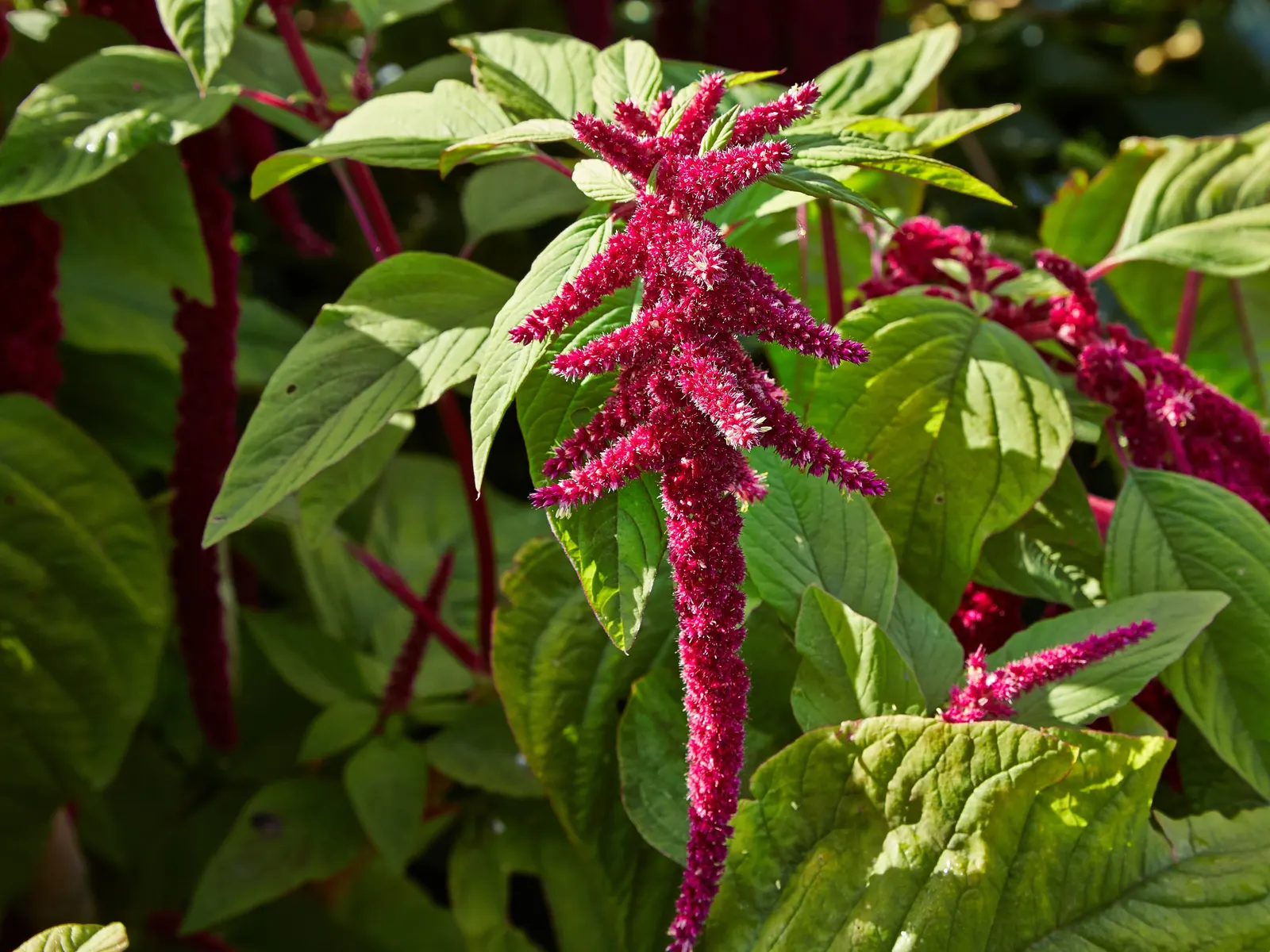 Love-lies-bleeding (Amaranthus Caudatus) — maturing to 3-5 feet tall and 1-2 feet wide