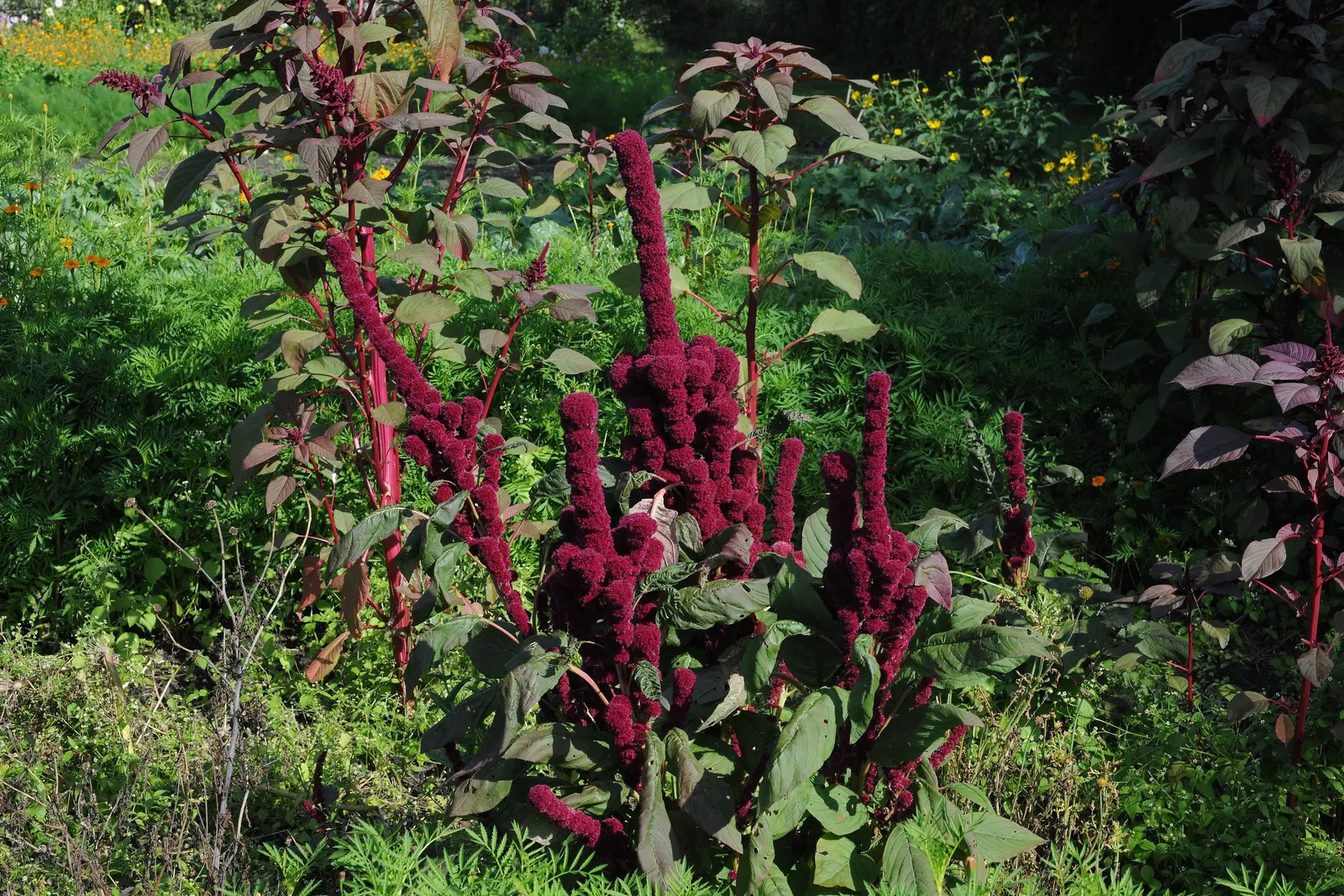 Love-lies-bleeding (Amaranthus Caudatus) — annual for full; and as an architectural element in container gardens due to their height and dramatic, image 125