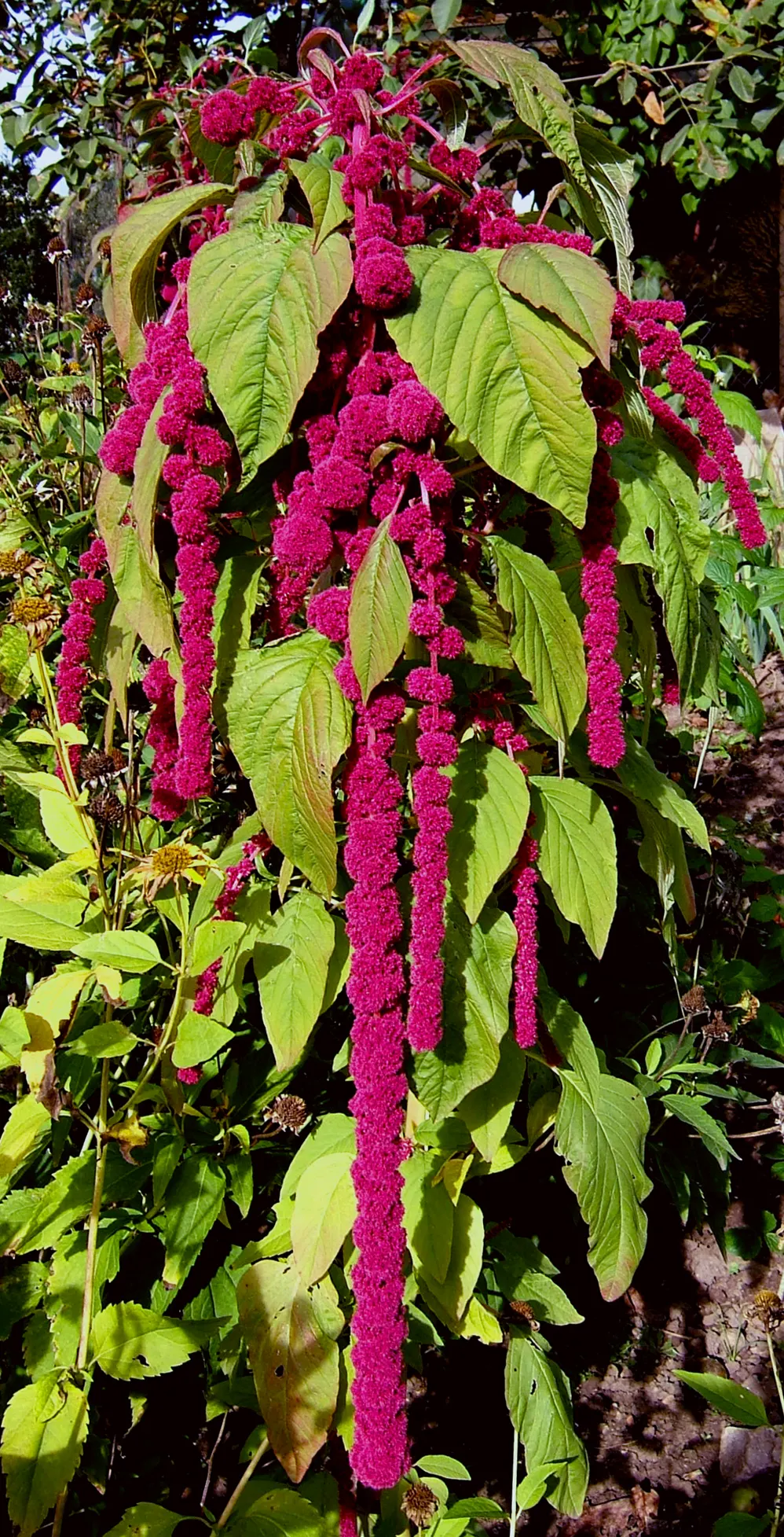 Love-lies-bleeding (Amaranthus Caudatus) — scientifically known as Amaranthus caudatus; this annual thrives in full sun, image 58