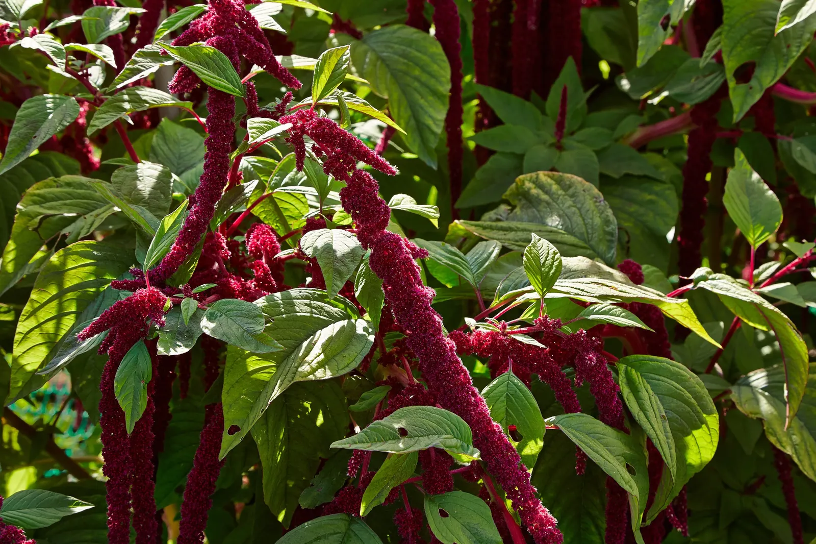 Love-lies-bleeding (Amaranthus Caudatus) — a complementary green to deep purplish-red depending on the variety; its dramatic draping blooms add vertical