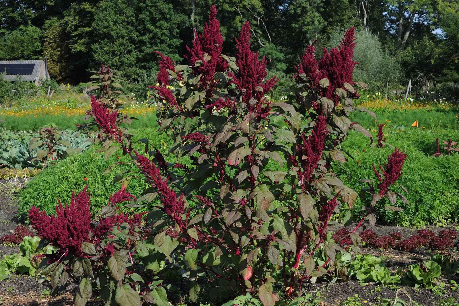 Love-lies-bleeding (Amaranthus Caudatus) — it attracts pollinators such as butterflies and is largely deer-resistant; purple flowers in the garden, image 143