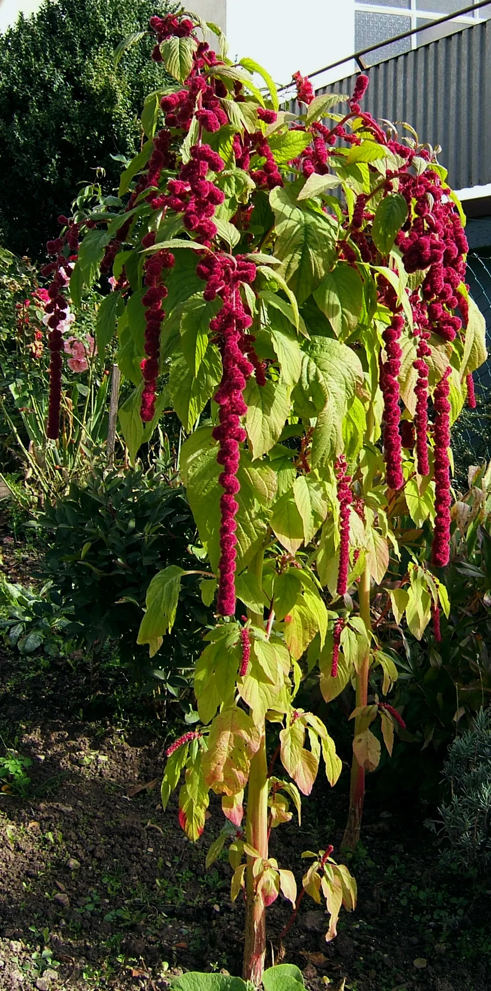 Love-lies-bleeding (Amaranthus Caudatus) — that cascade elegantly from its robust frame; can grow to an impressive height ranging from 3 to 5 feet, image 127