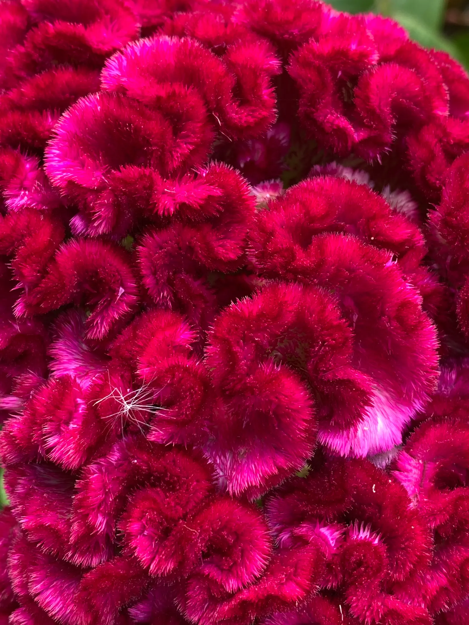 Love-lies-bleeding (Amaranthus Caudatus) — can grow to an impressive height ranging from 3 to 5 feet tall with a spread of 1 to 2 feet; annual with, image 136