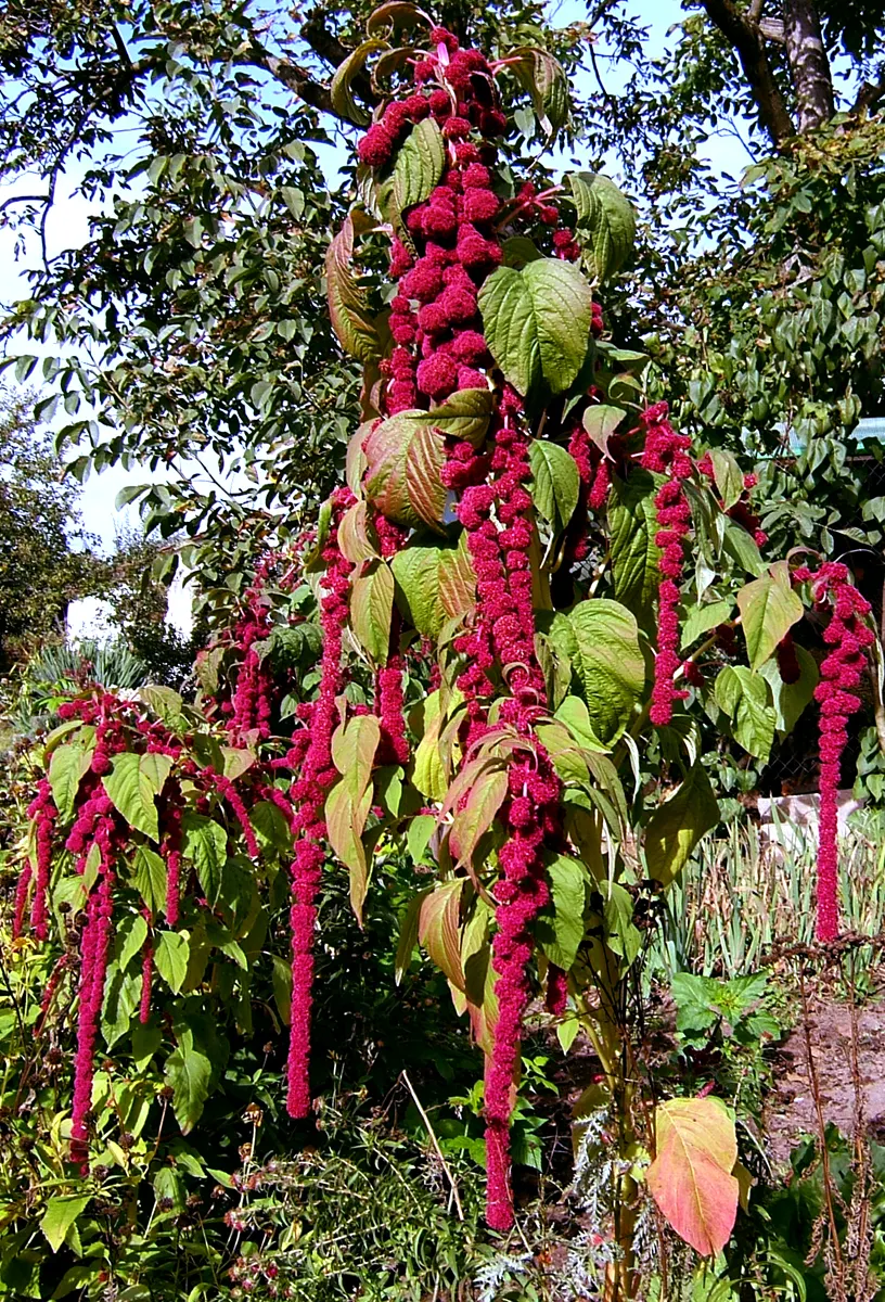 Love-lies-bleeding (Amaranthus Caudatus) — reaching up to 18 inches long; maturing to 3-5 feet tall and 1-2 feet wide, image 101