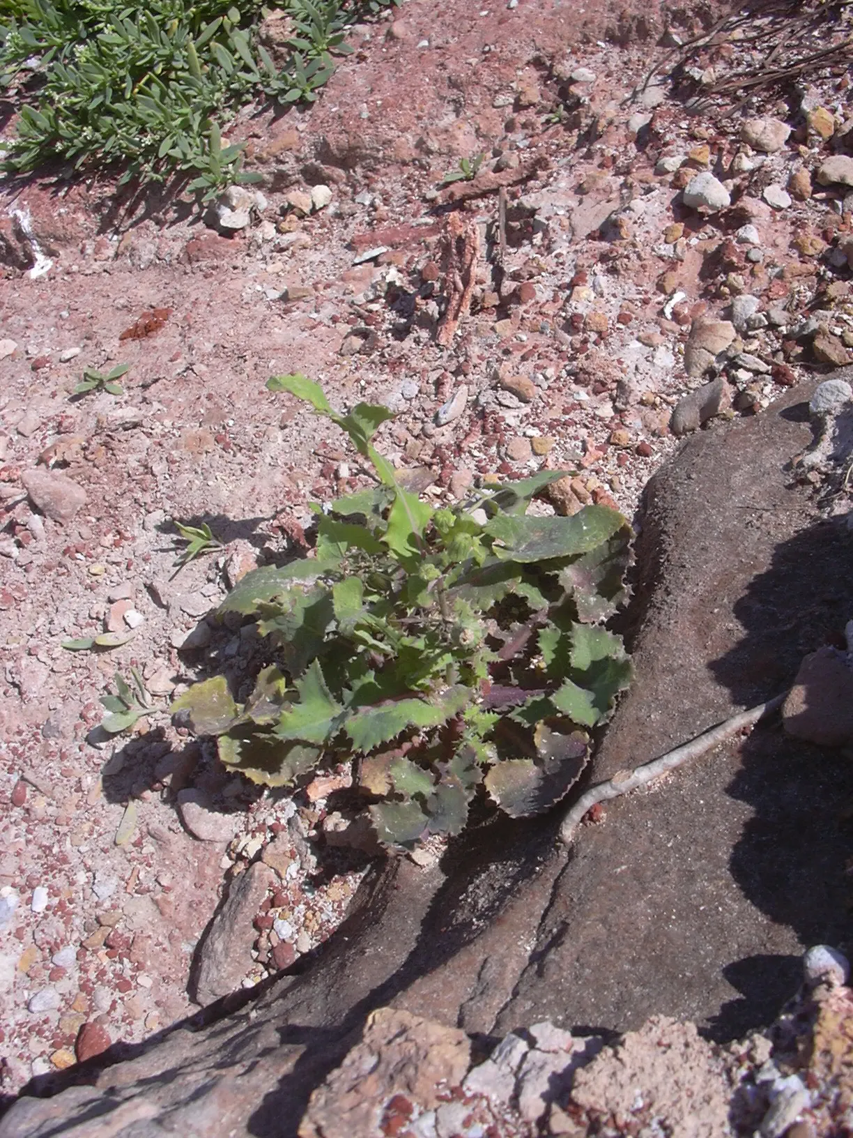 Love-lies-bleeding (Amaranthus Caudatus) — making it a low-maintenance option for a busy gardener.<br><br>Furthermore; spacing them about 12 to 18 inches apart