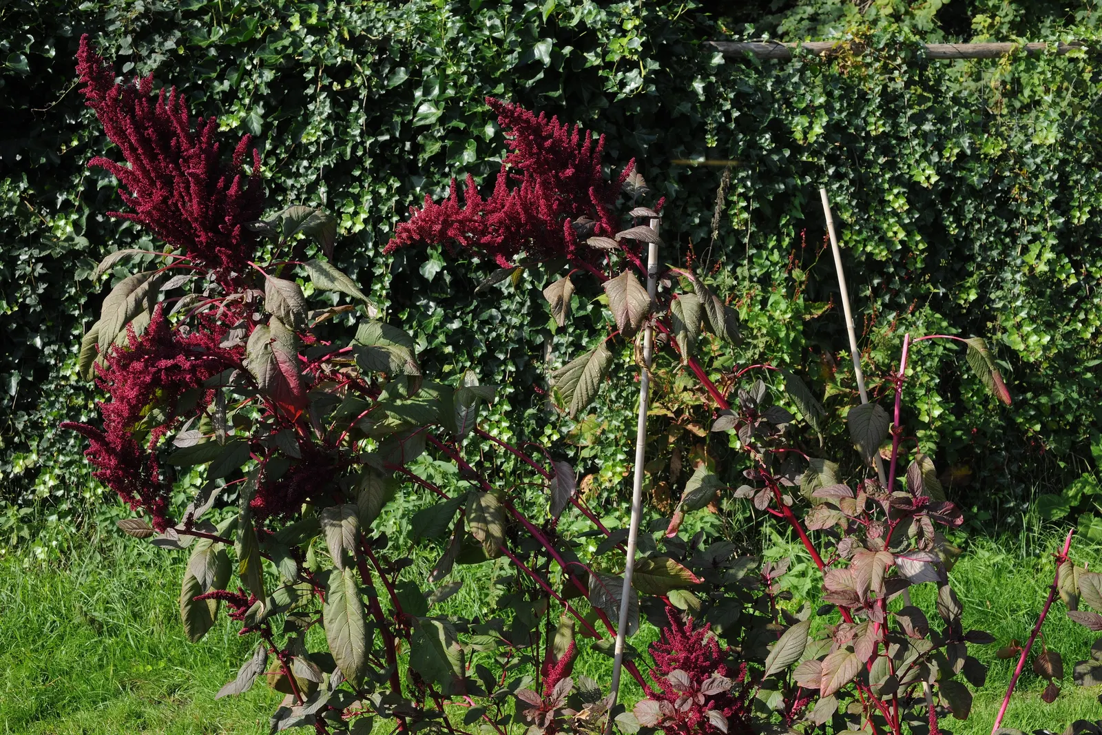 Love-lies-bleeding (Amaranthus Caudatus) — and is versatile in USDA Zones 2-11; and are equally stunning in cut or dried floral arrangements, image 130