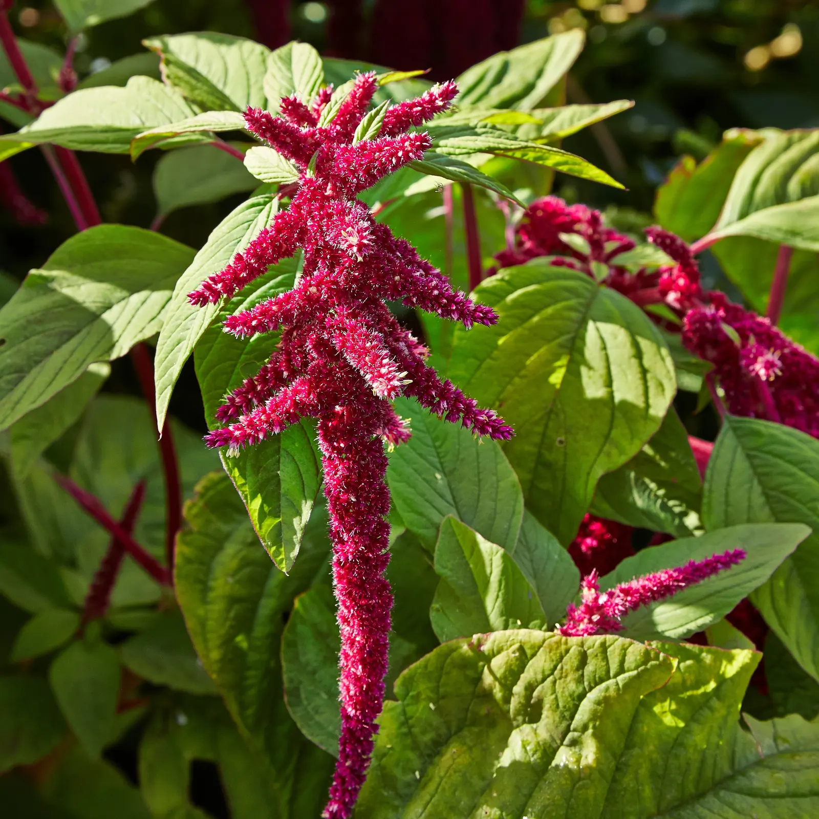 Love-lies-bleeding (Amaranthus Caudatus) — it attracts pollinators such as butterflies and is largely deer-resistant; purple flowers in the garden, image 93