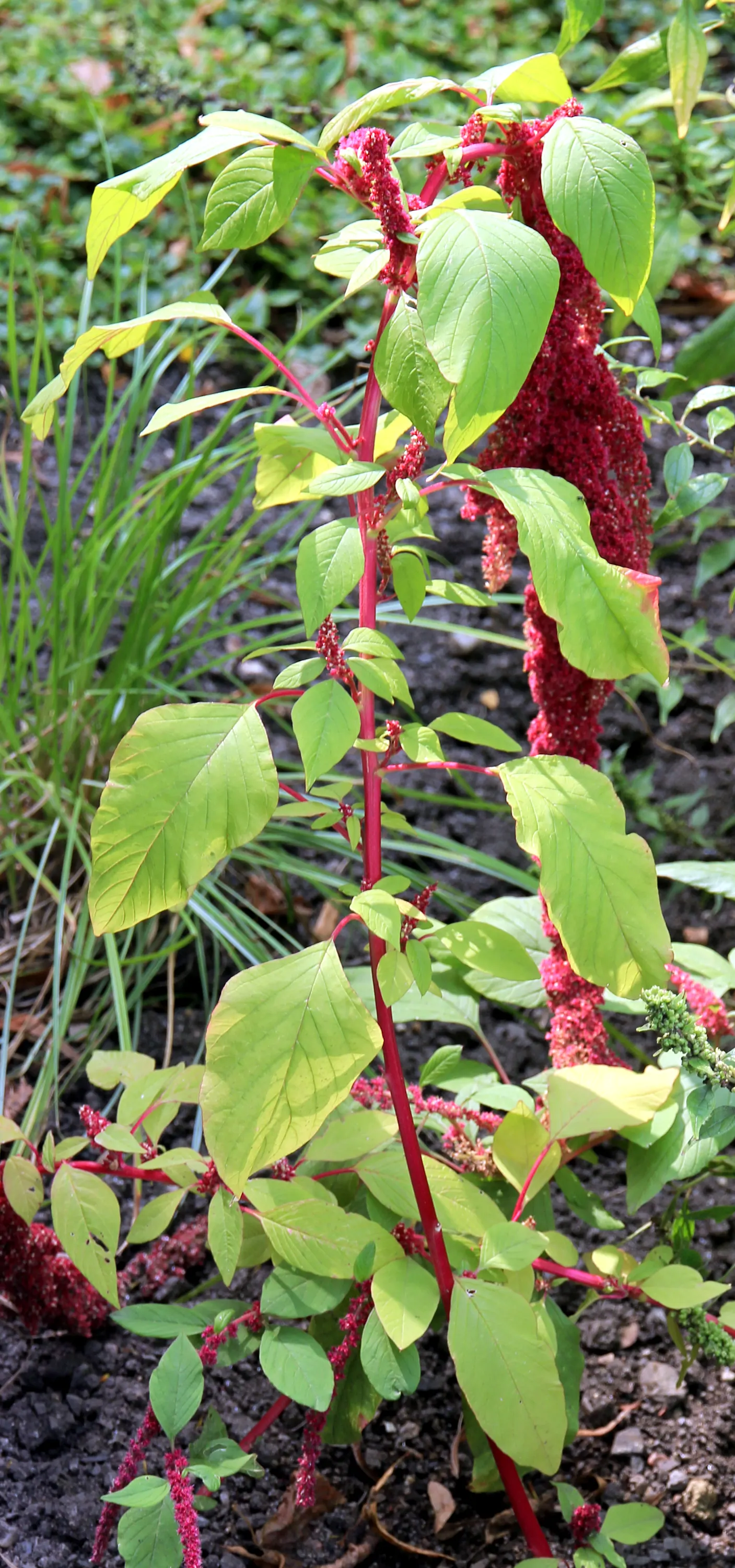 Love-lies-bleeding (Amaranthus Caudatus) — Plant these beauties in the spring after the risk of frost has passed