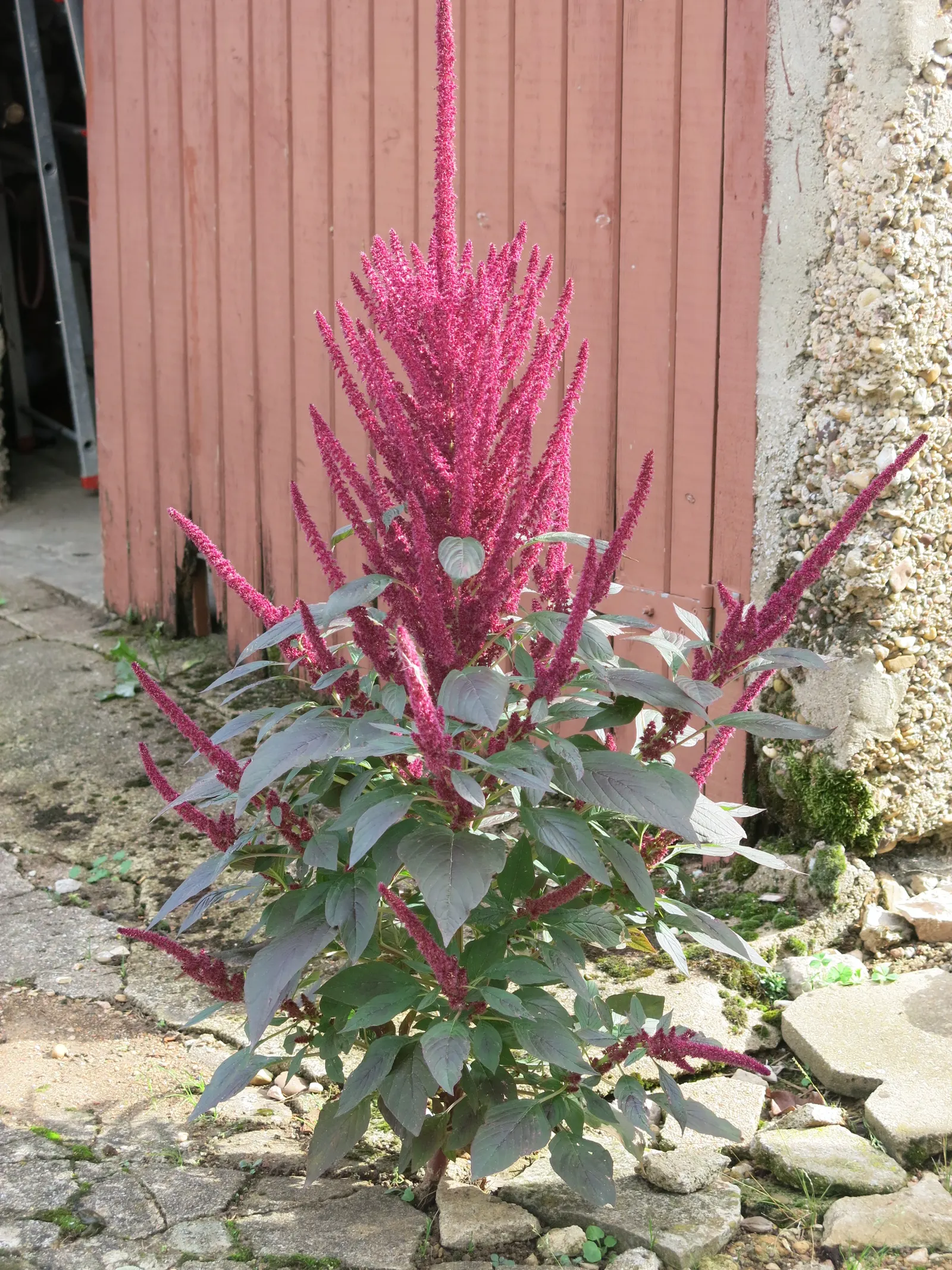 Love-lies-bleeding (Amaranthus Caudatus) — can grow to an impressive height ranging from 3 to 5 feet tall with a spread of 1 to 2 feet; annual with, image 111