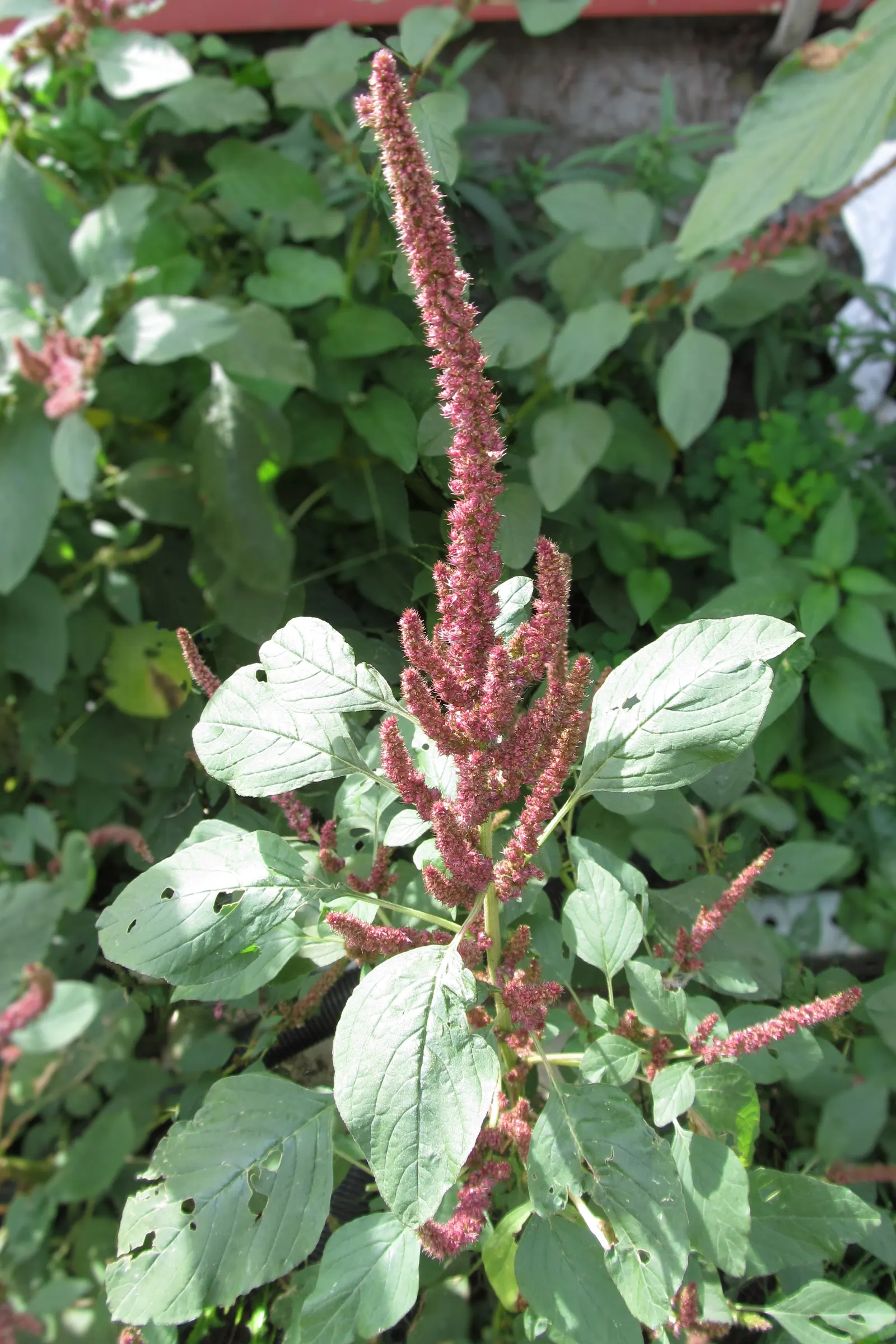 Love-lies-bleeding (Amaranthus Caudatus) — and is versatile in USDA Zones 2-11; and are equally stunning in cut or dried floral arrangements, image 105