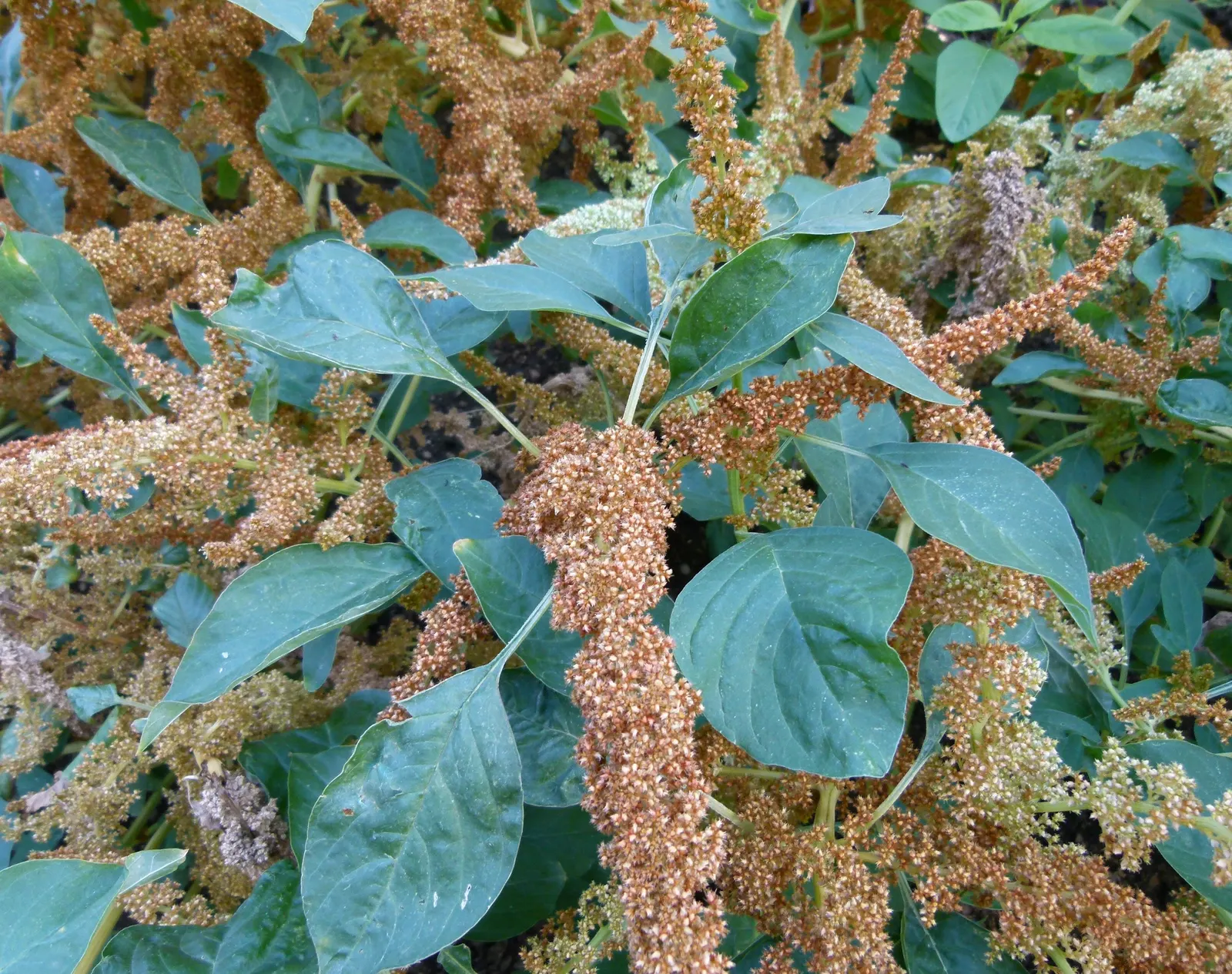 Love-lies-bleeding (Amaranthus Caudatus) — Plant these beauties in the spring after the risk of frost has passed; that cascade elegantly from its, image 90
