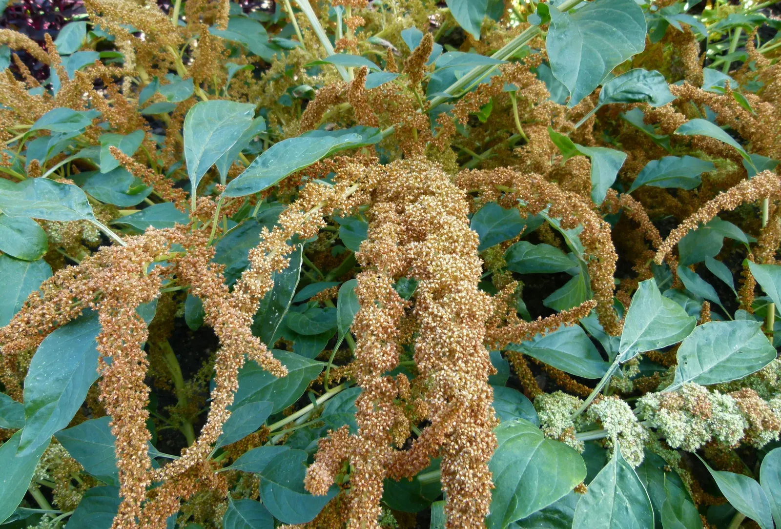 Love-lies-bleeding (Amaranthus Caudatus) — can grow to an impressive height ranging from 3 to 5 feet tall with a spread of 1 to 2 feet; annual with purple
