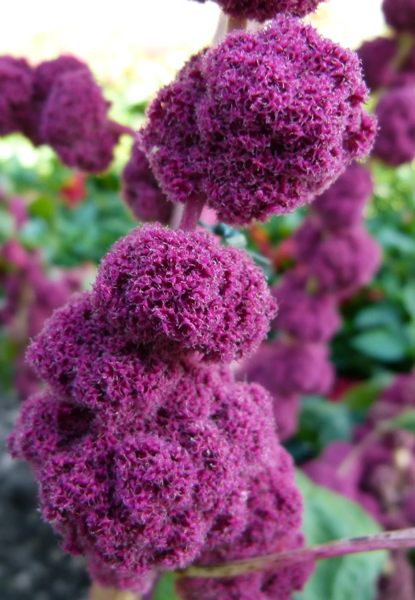 Love-lies-bleeding (Amaranthus Caudatus) — is a visually striking annual that adds vertical interest and a touch of the exotic to any garden; commonly referred