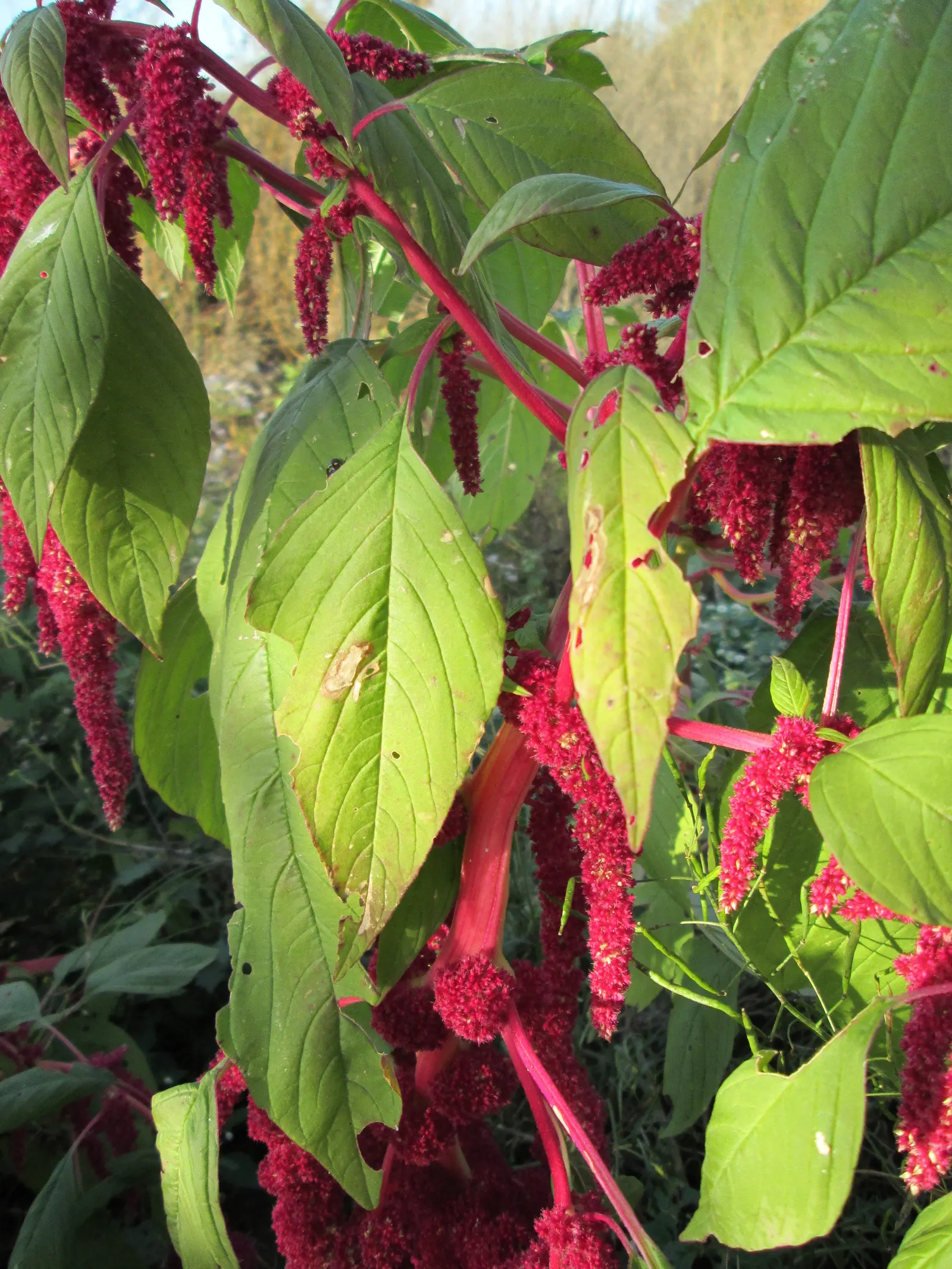 Love-lies-bleeding (Amaranthus Caudatus) — making it a low-maintenance option for a busy gardener.<br><br>Furthermore; spacing them about 12 to 18, image 67
