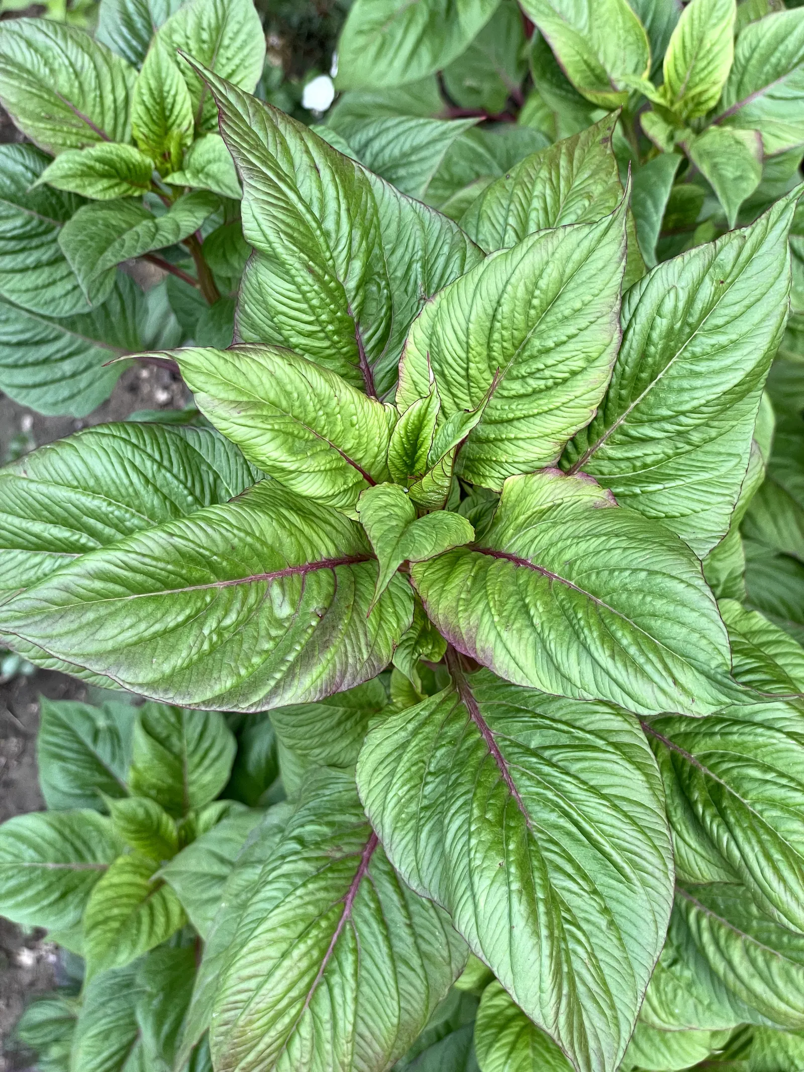 Love-lies-bleeding (Amaranthus Caudatus) — and are equally stunning in cut or dried floral arrangements; consider them for background plantings, image 82