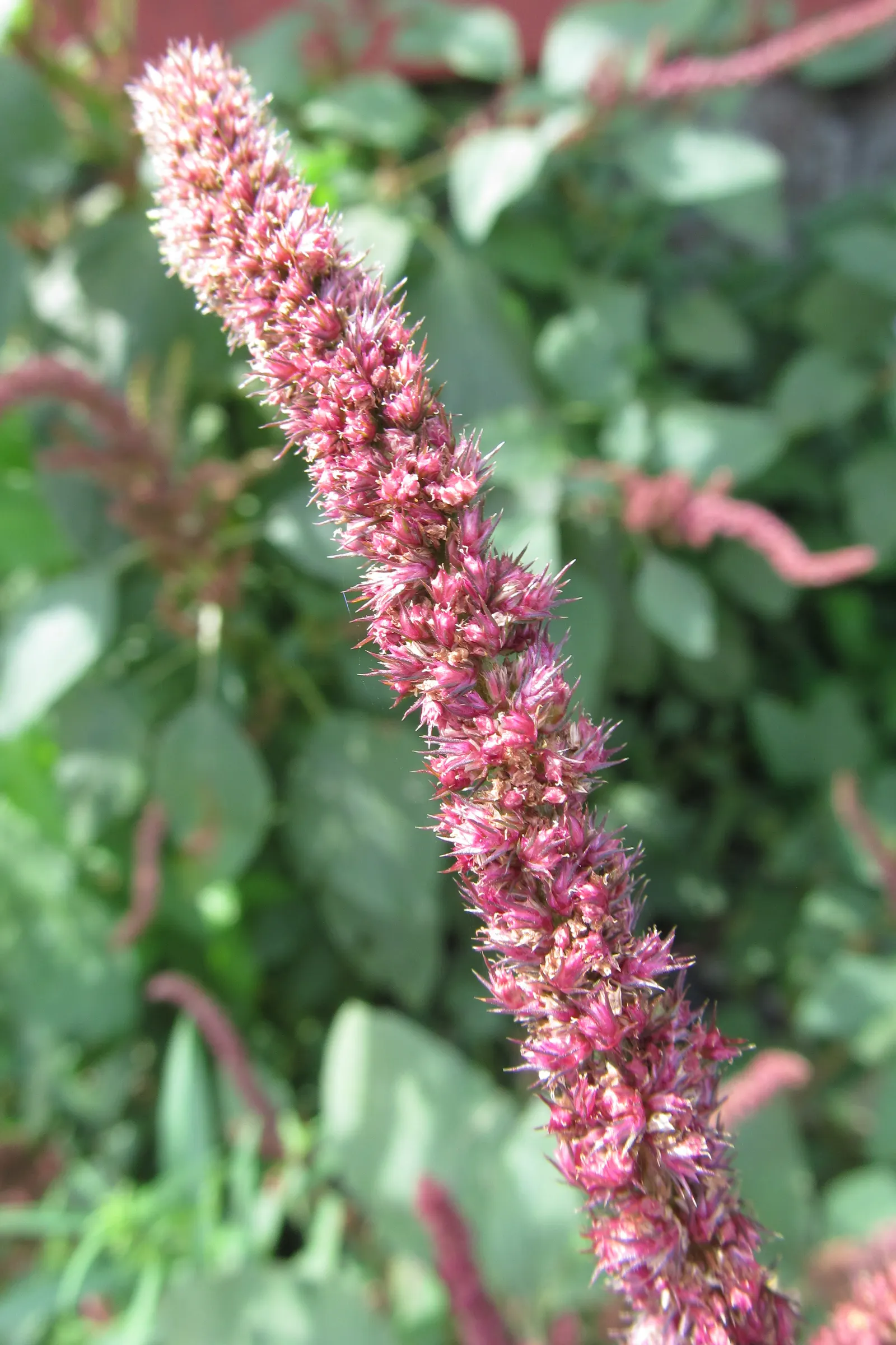 Love-lies-bleeding (Amaranthus Caudatus) — and are equally stunning in cut or dried floral arrangements; consider them for background plantings, image 107