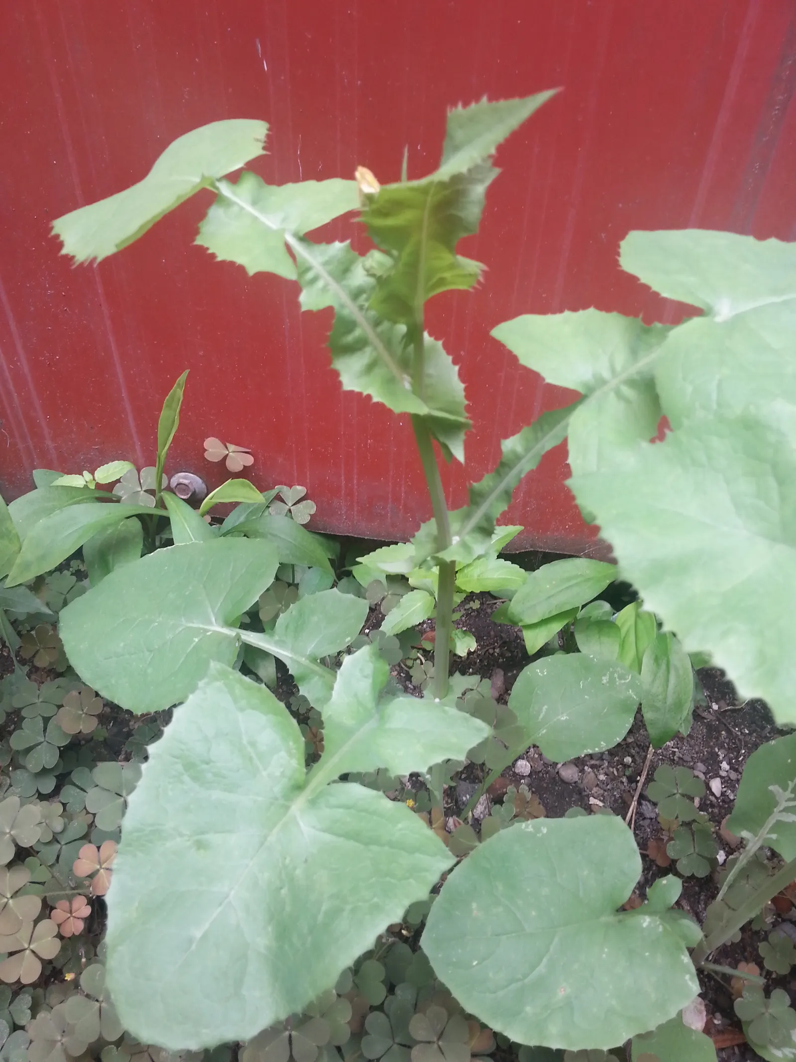 Love-lies-bleeding (Amaranthus Caudatus) — annual with purple blooms; plant these beauties in the spring after the risk of frost has passed, image 74