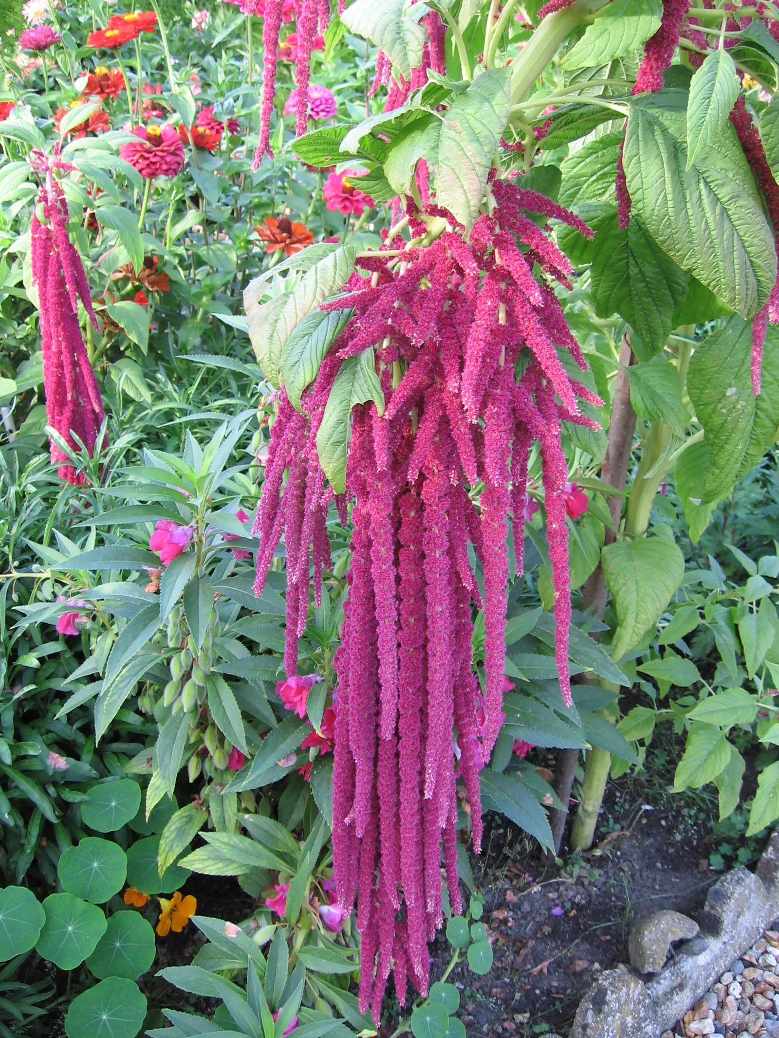 Love-lies-bleeding (Amaranthus Caudatus) — reaching up to 18 inches long; maturing to 3-5 feet tall and 1-2 feet wide, image 51