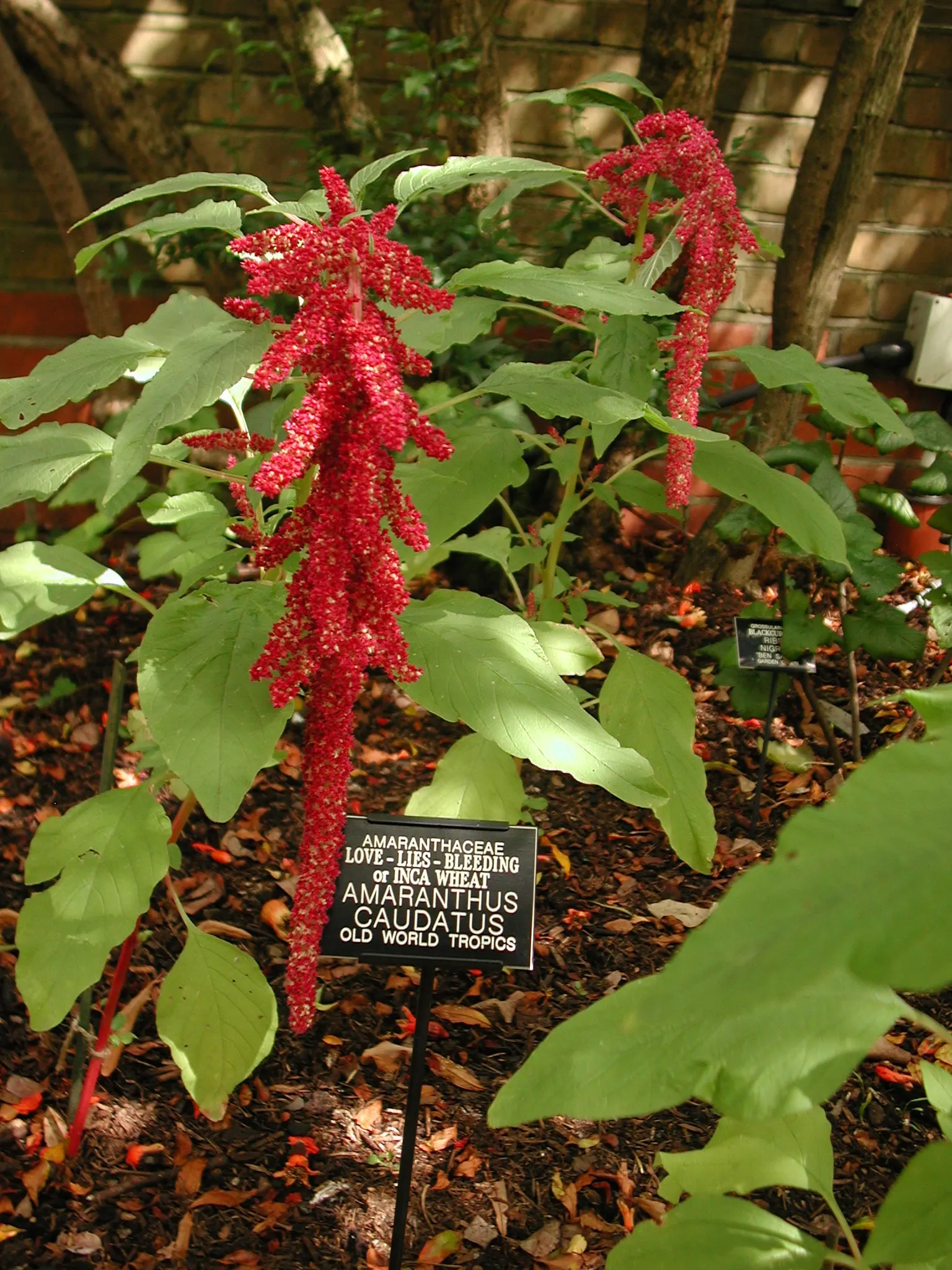 Love-lies-bleeding (Amaranthus Caudatus) — reaching up to 18 inches long
