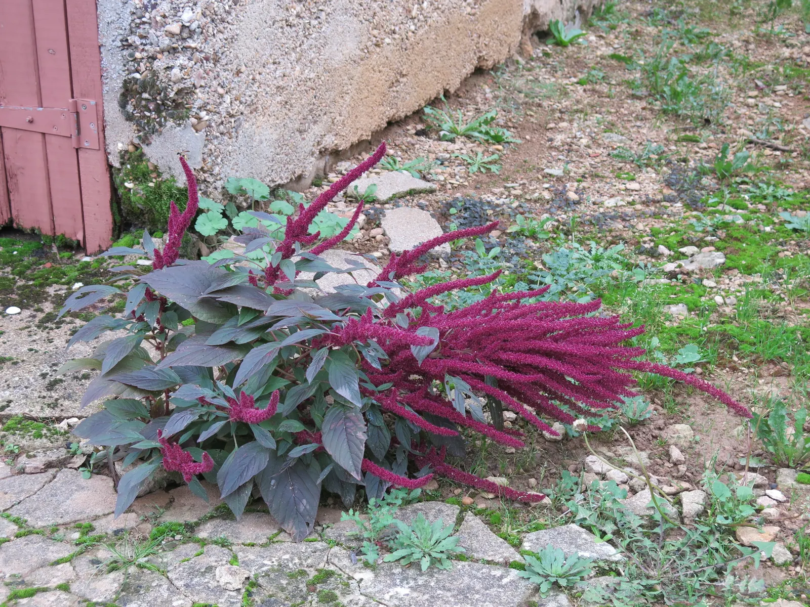 Love-lies-bleeding (Amaranthus Caudatus) — making it a low-maintenance option for a busy gardener.<br><br>Furthermore; spacing them about 12 to 18, image 142