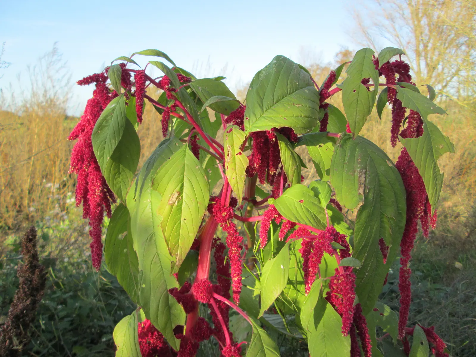 Love-lies-bleeding (Amaranthus Caudatus) — that cascade elegantly from its robust frame