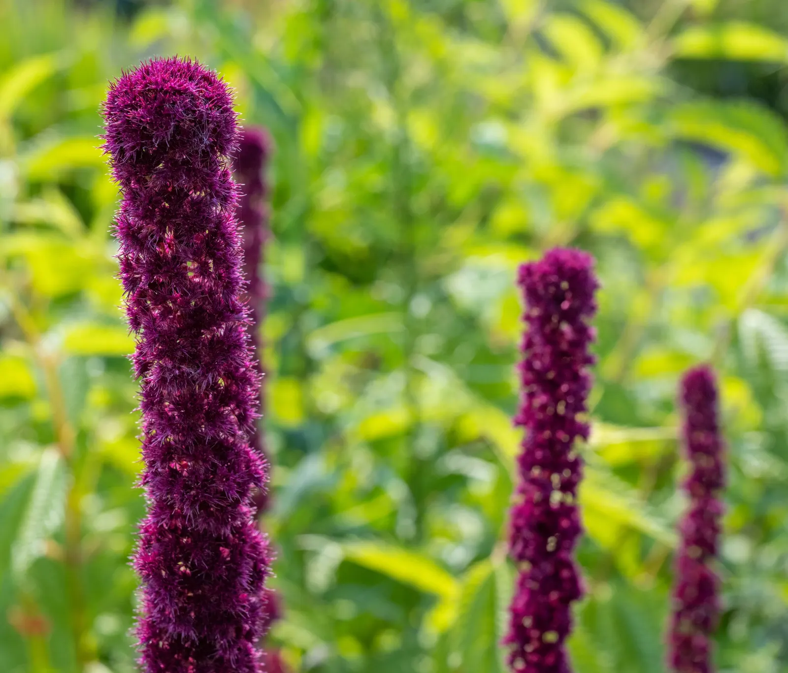 Love-lies-bleeding (Amaranthus Caudatus) — is a visually striking annual that adds vertical interest and a touch of the exotic to any garden, image 59