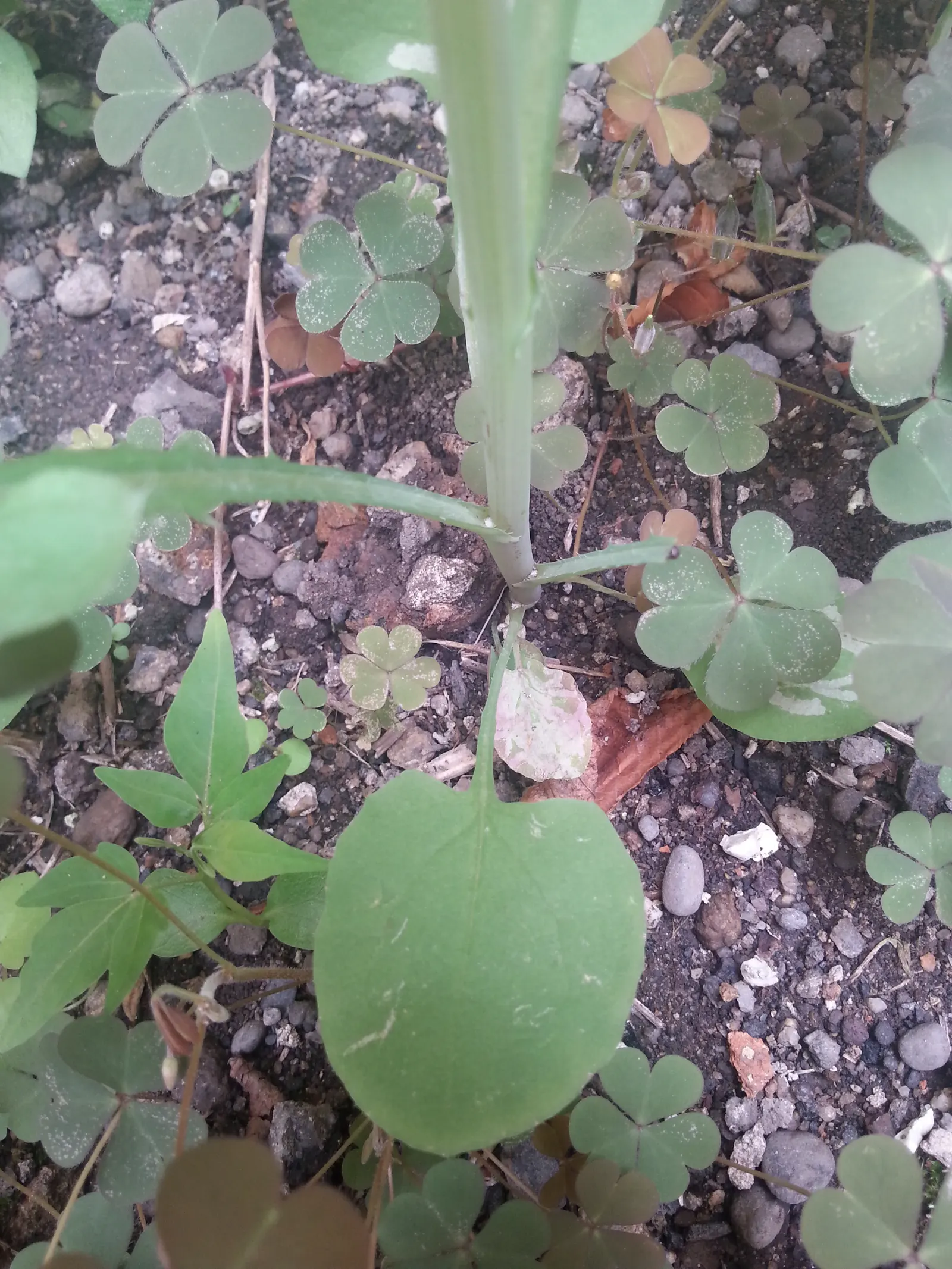 Love-lies-bleeding (Amaranthus Caudatus) — maturing to 3-5 feet tall and 1-2 feet wide; annual for full, image 104