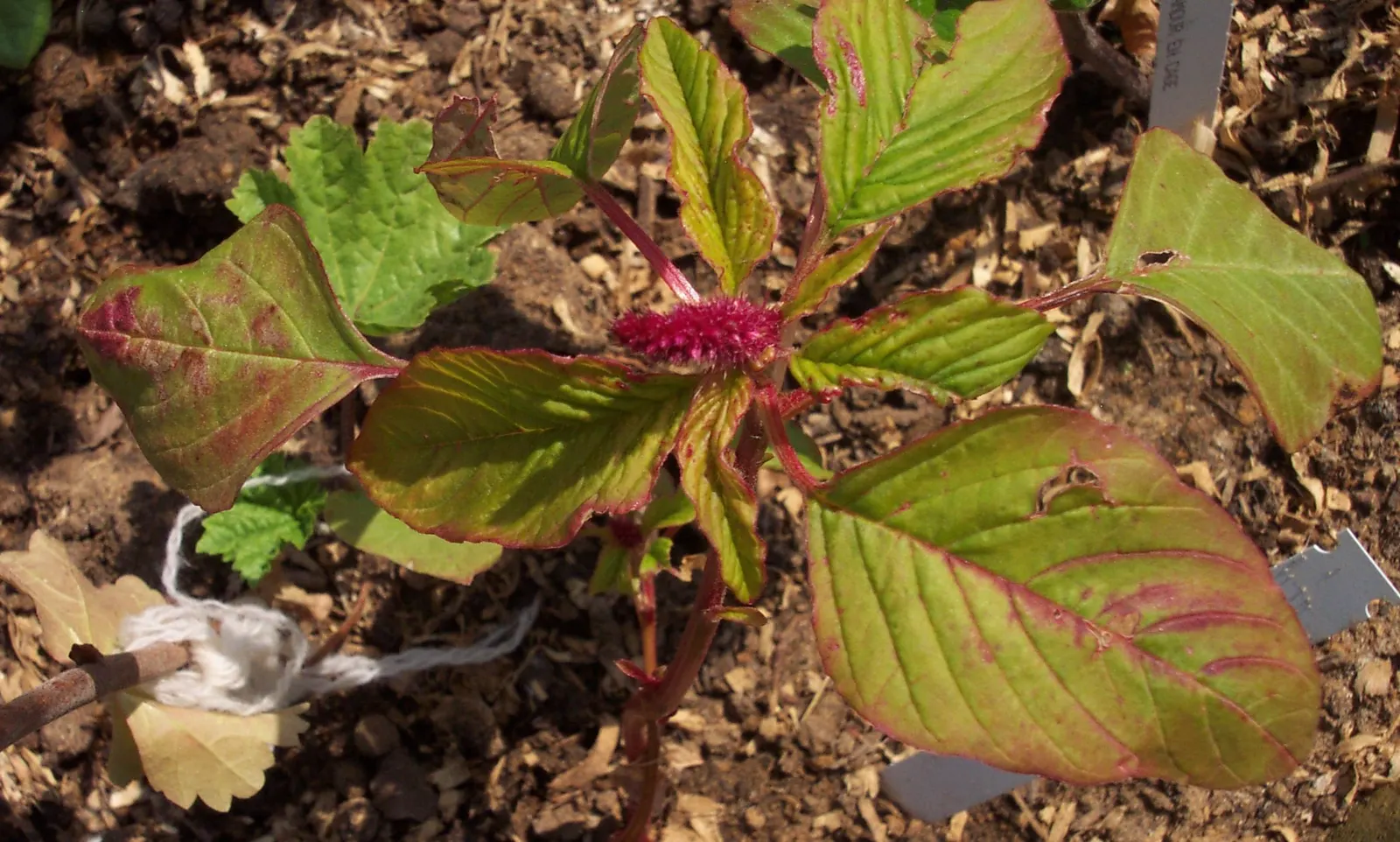 Love-lies-bleeding (Amaranthus Caudatus) — and as an architectural element in container gardens due to their height and dramatic draping blooms, image 147