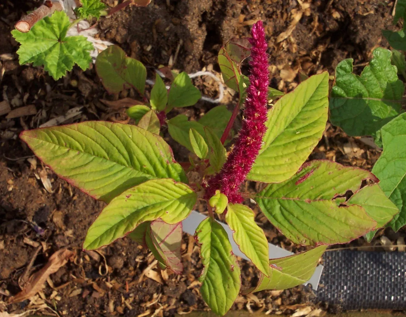 Love-lies-bleeding (Amaranthus Caudatus) — spacing them about 12 to 18 inches apart to accommodate growth; is a visually striking annual that adds vertical